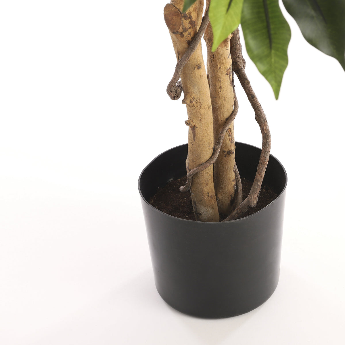 Ficus Green In Plastic Pot - H110Xd65Cm