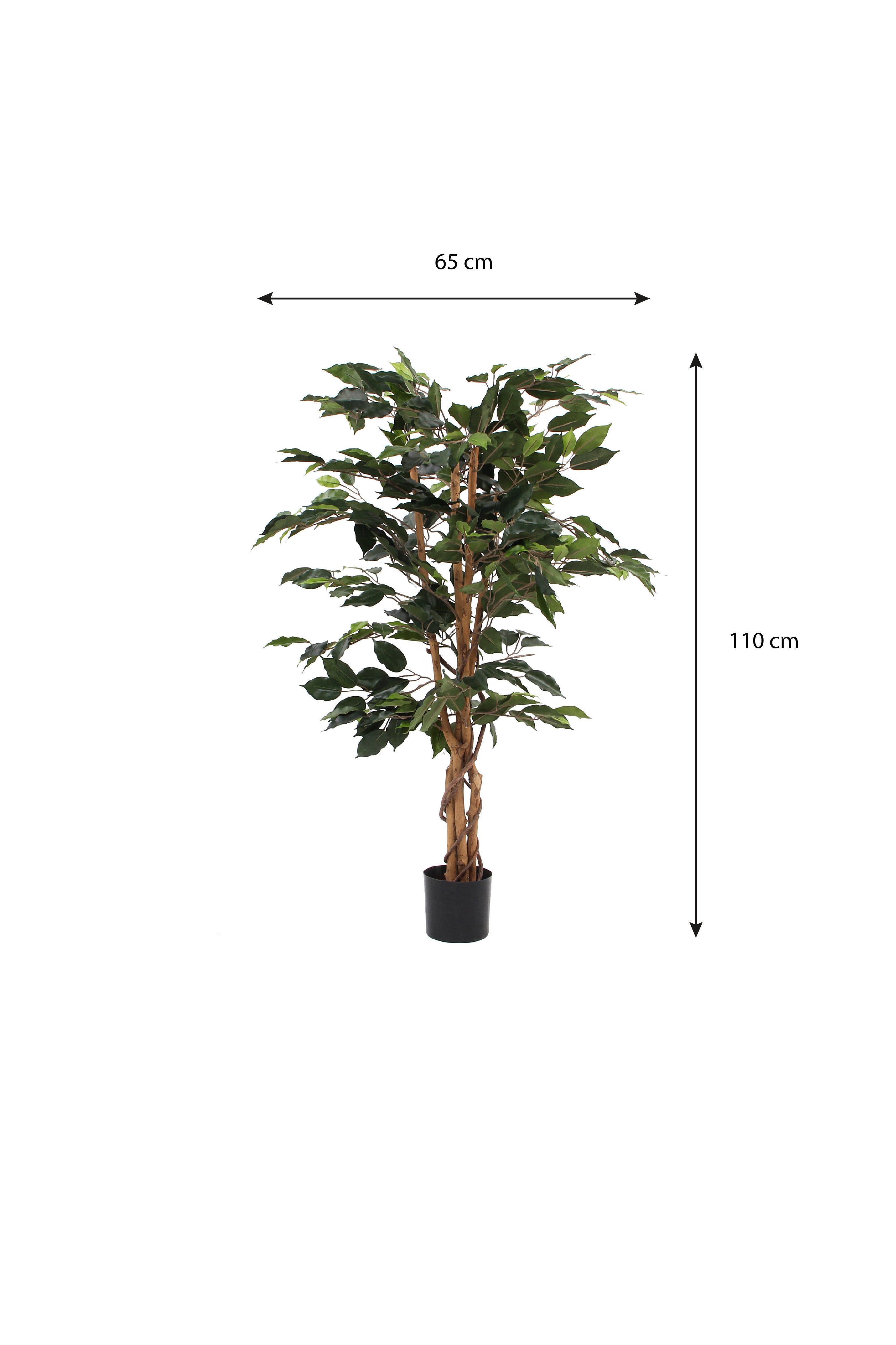 Ficus Green In Plastic Pot - H110Xd65Cm