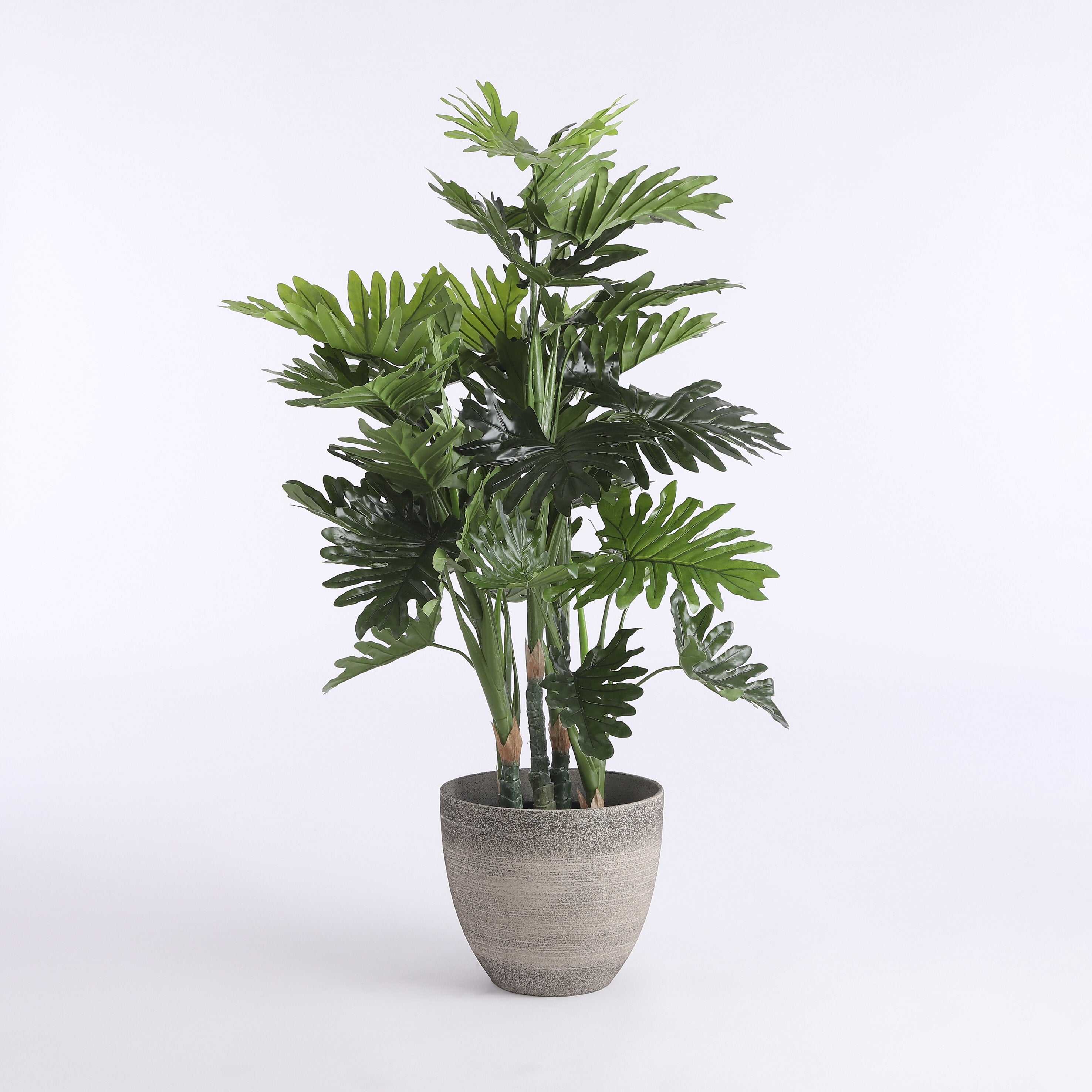 Philodendron In Plastic Pot Green - H120Xd80Cm