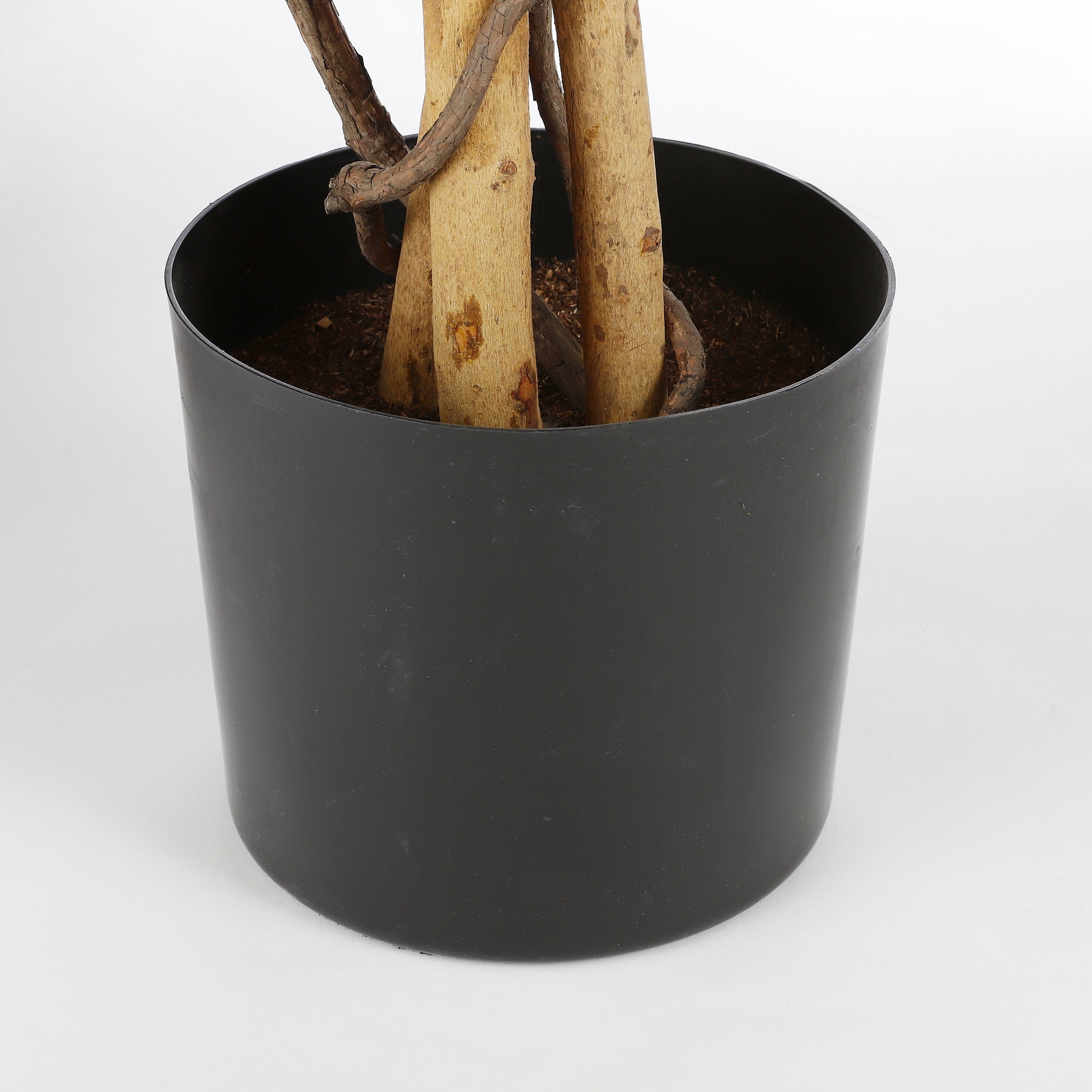 Maple Red In Plastic Pot - H150Xd80Cm