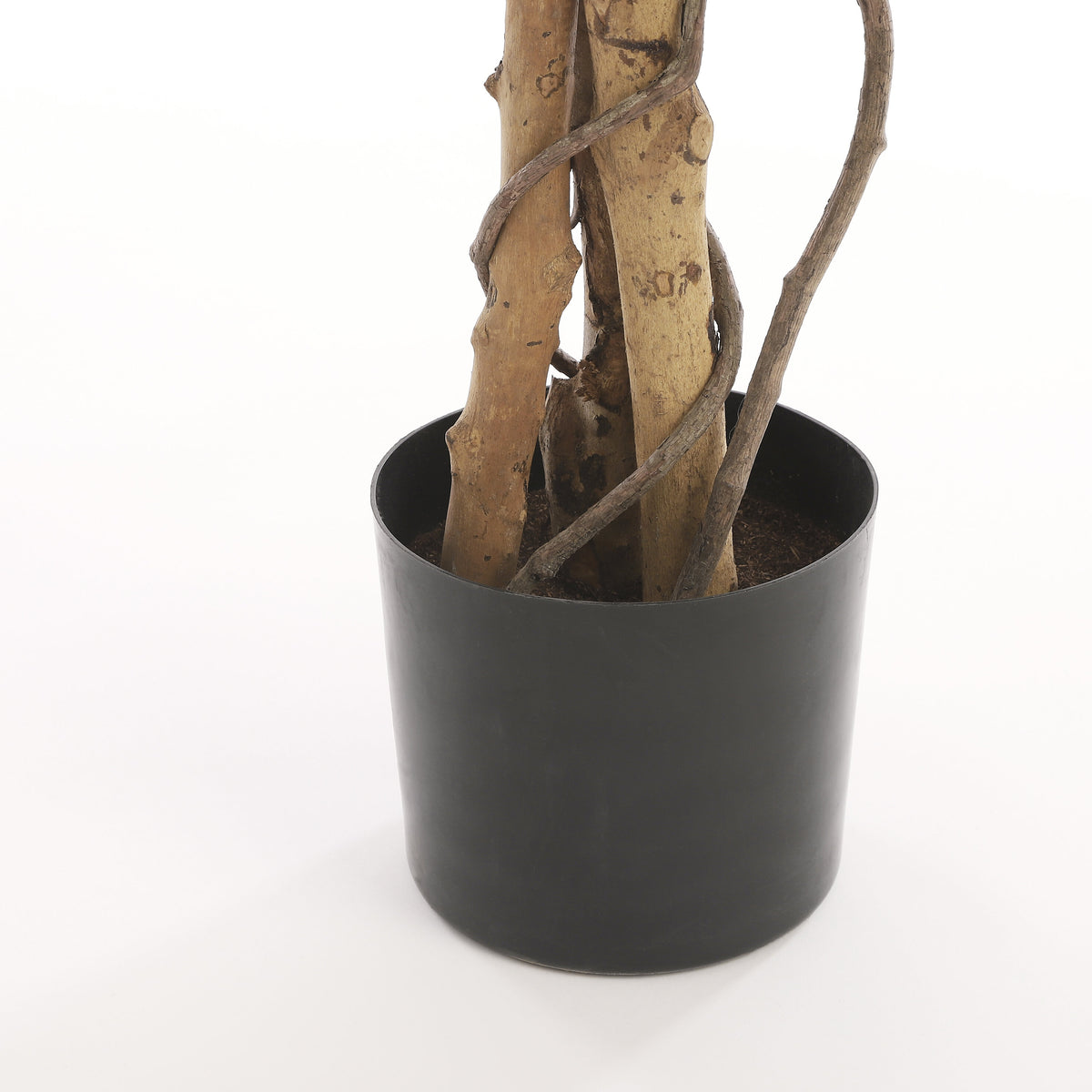 Ficus Green Variegated In Plastic Pot - H110Xd70Cm