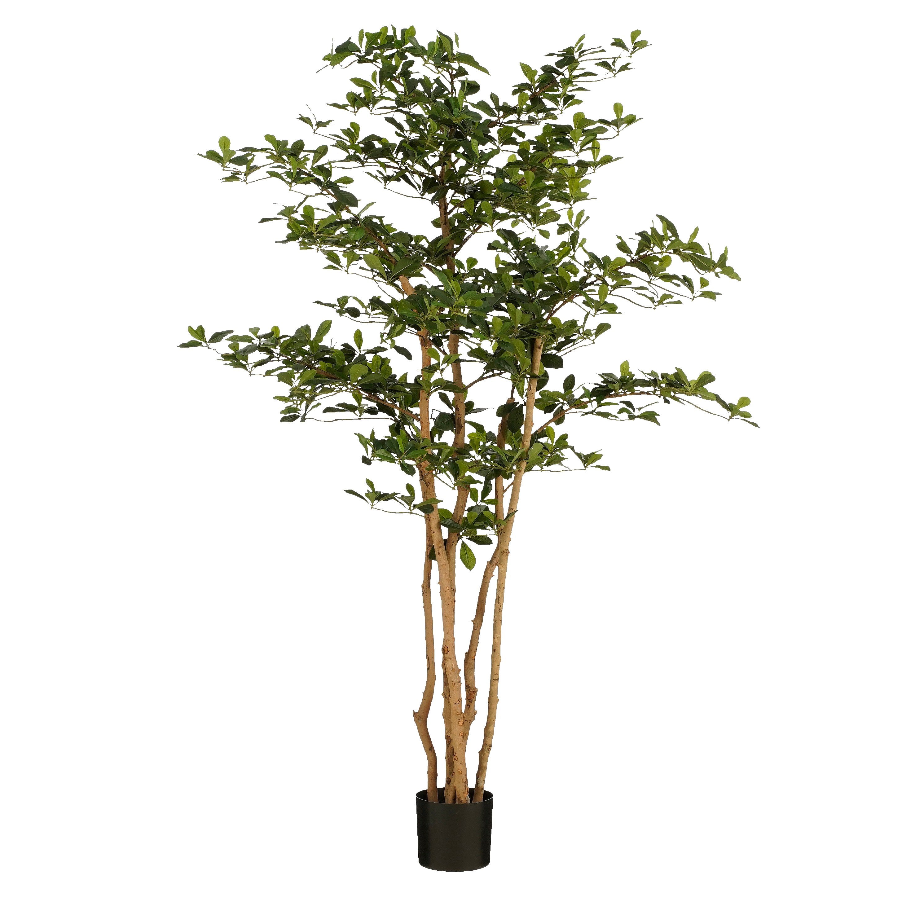 Oriental Olive Tree Green - H183Xd130Cm