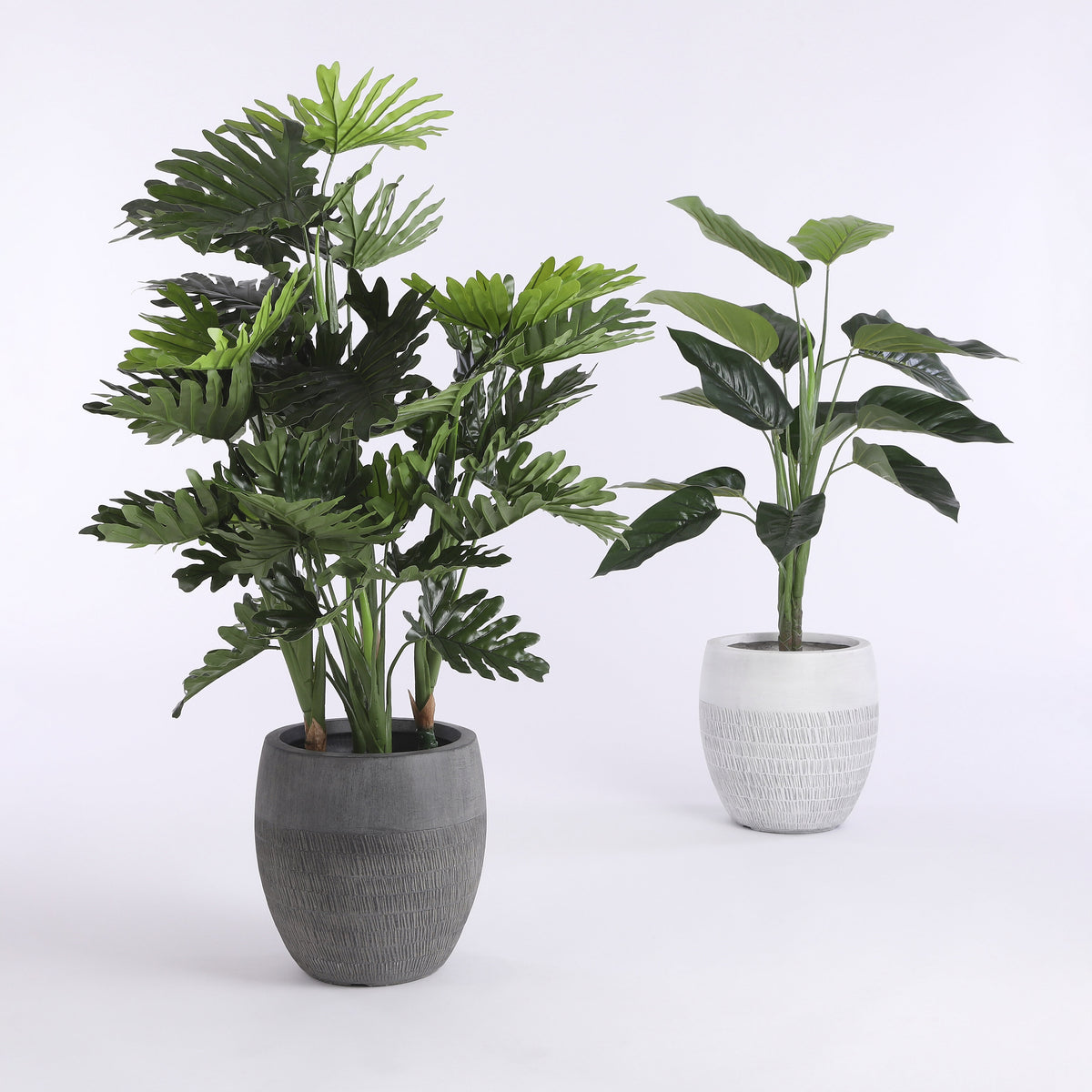 Philodendron In Plastic Pot Green - H120Xd80Cm
