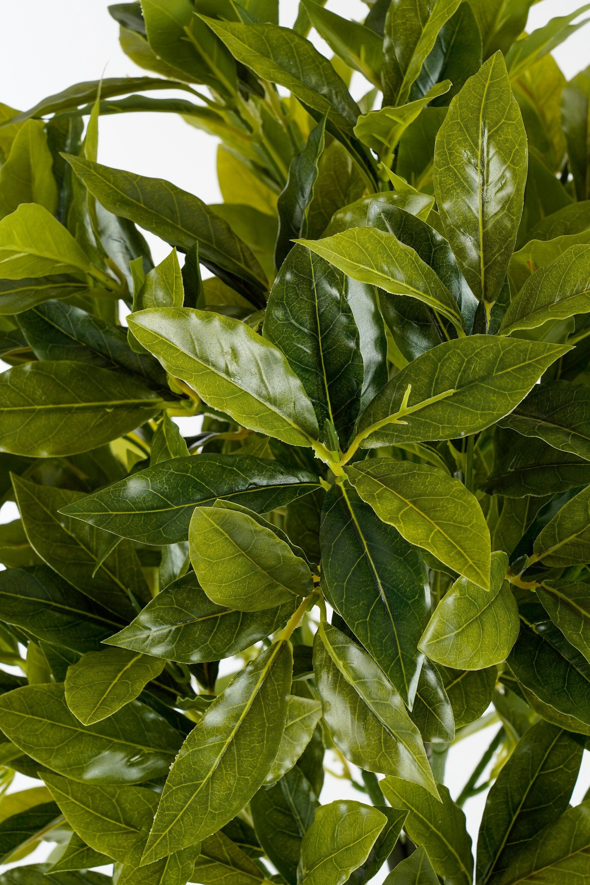 Laurel Tree Green Waterproof & Uv Resistant - H120Xd40Cm