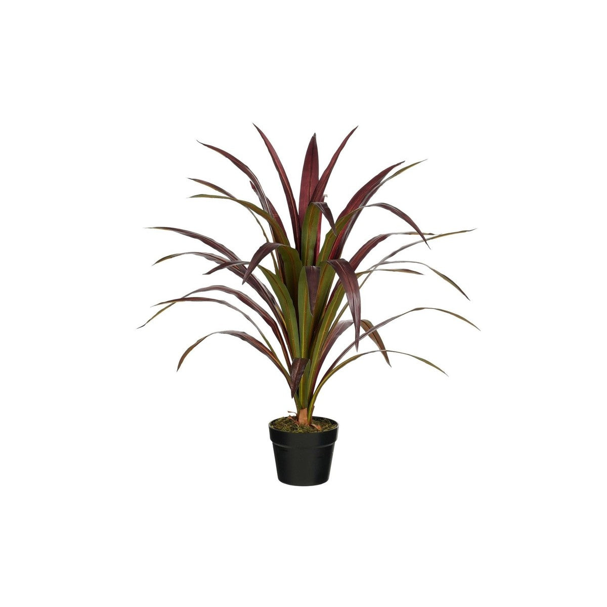 Bananenboom In Pot Rood