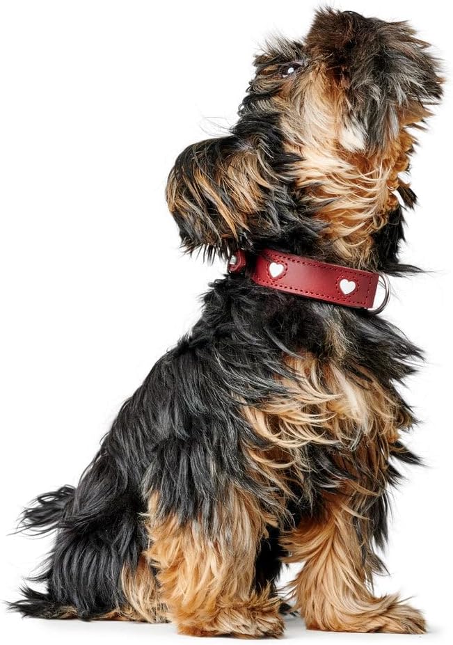 Collier Hunter Love, couleur rouge/noir, taille 50