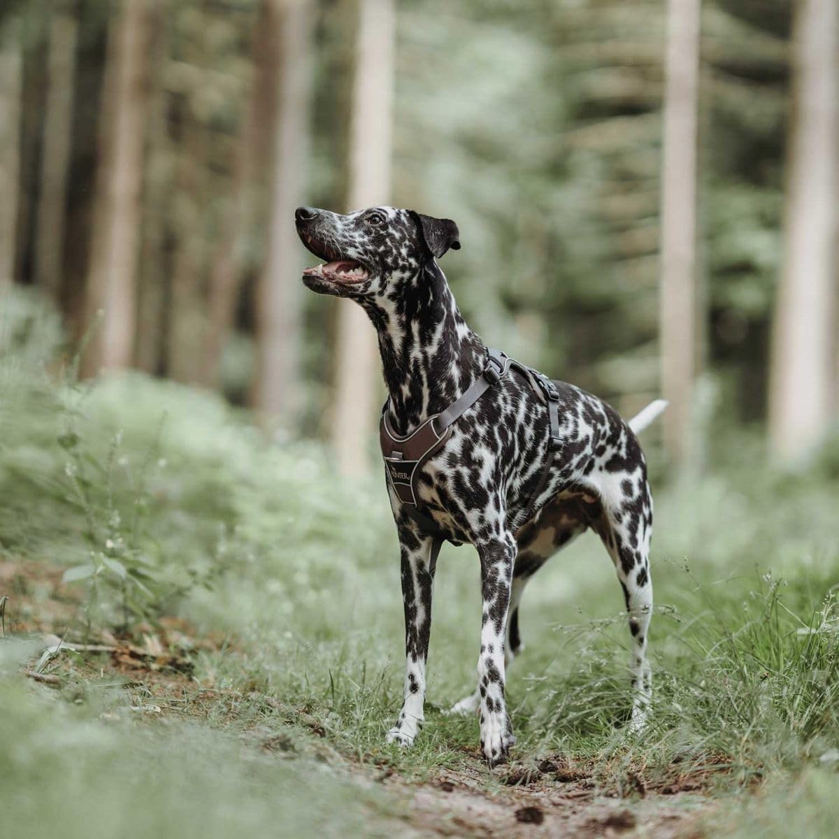 Hunter Harnais pour Chien Marron/Gris 72-100 cm
