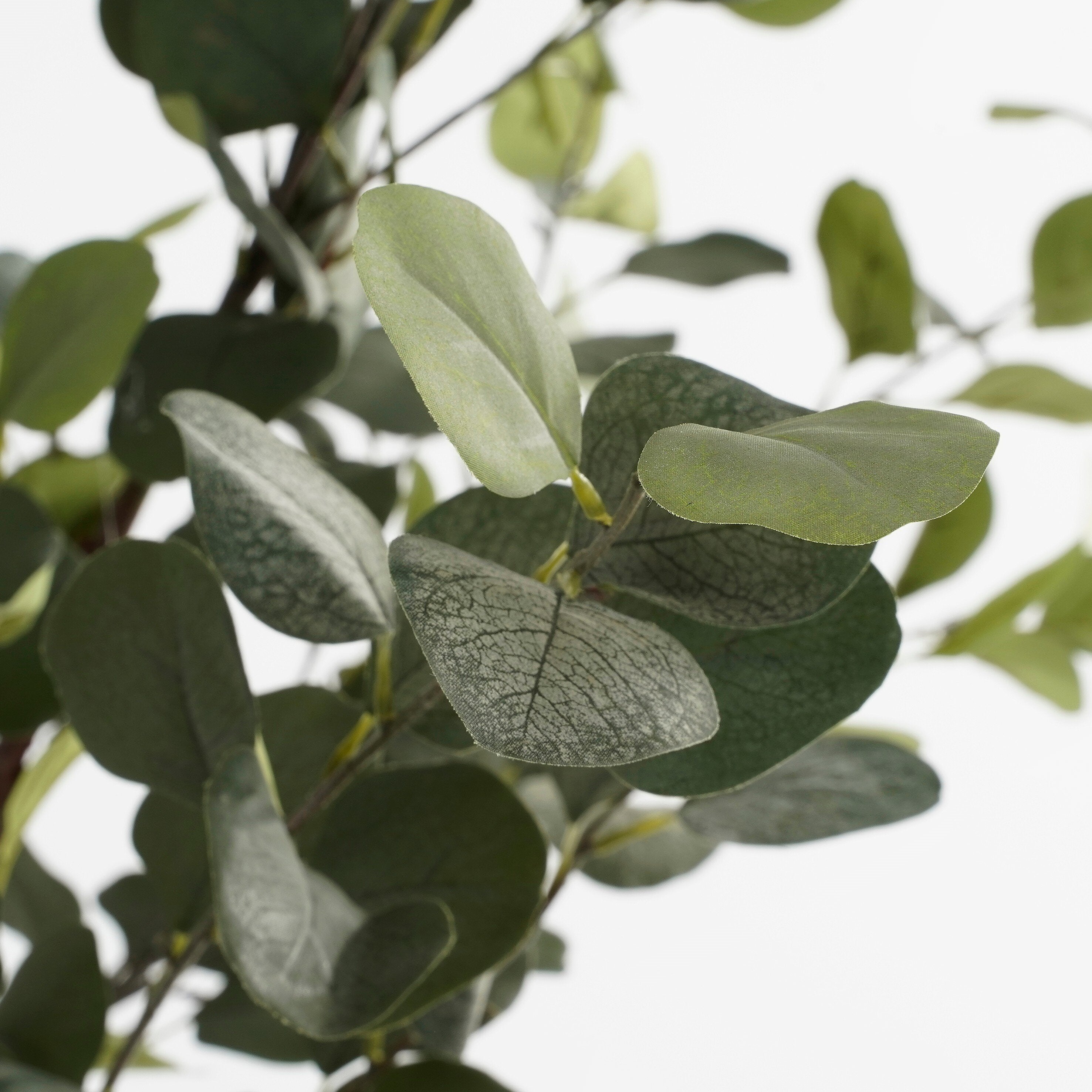 Eucalyptus Tree In Pot Green - H120Xd55Cm