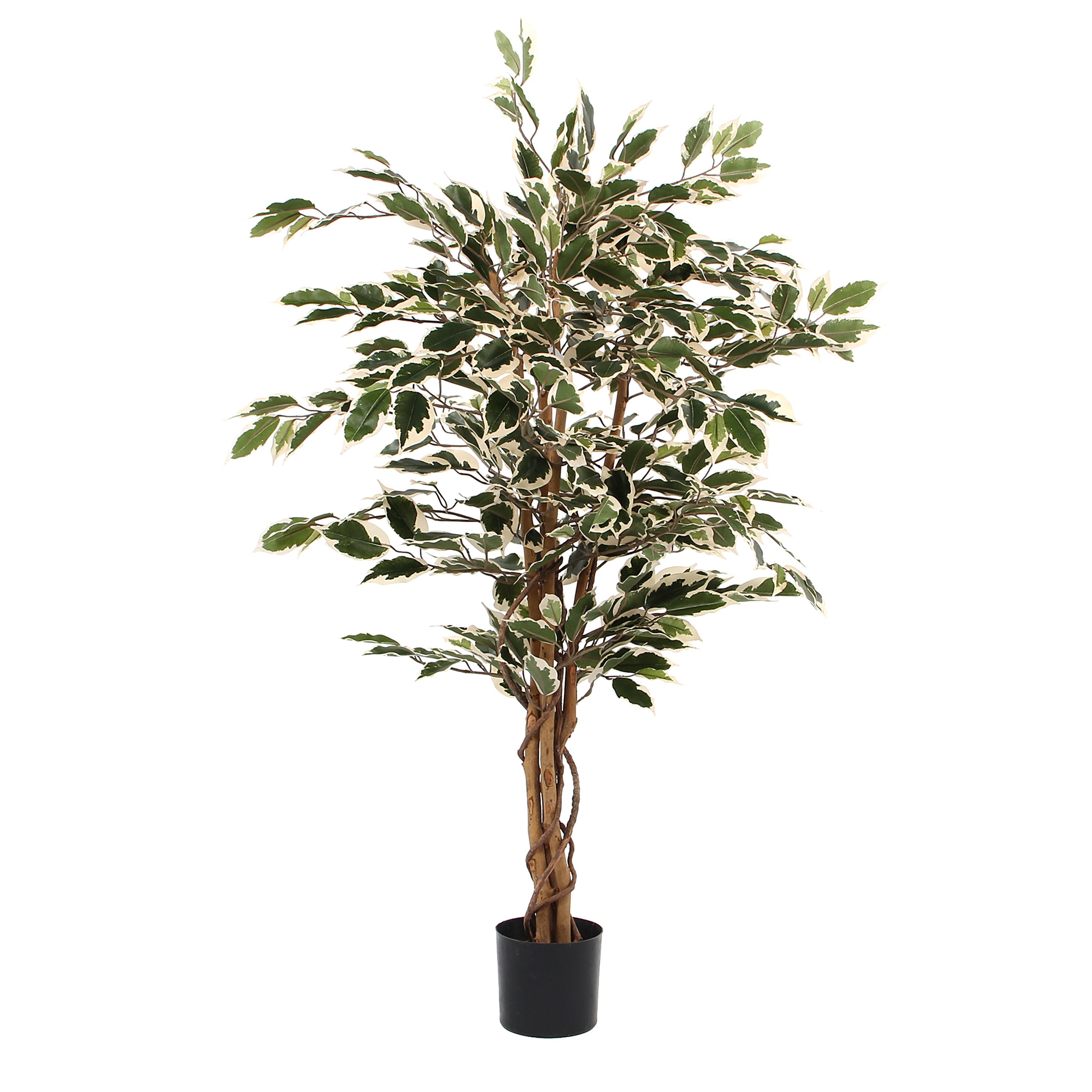 Ficus Green Variegated In Plastic Pot - H110Xd70Cm