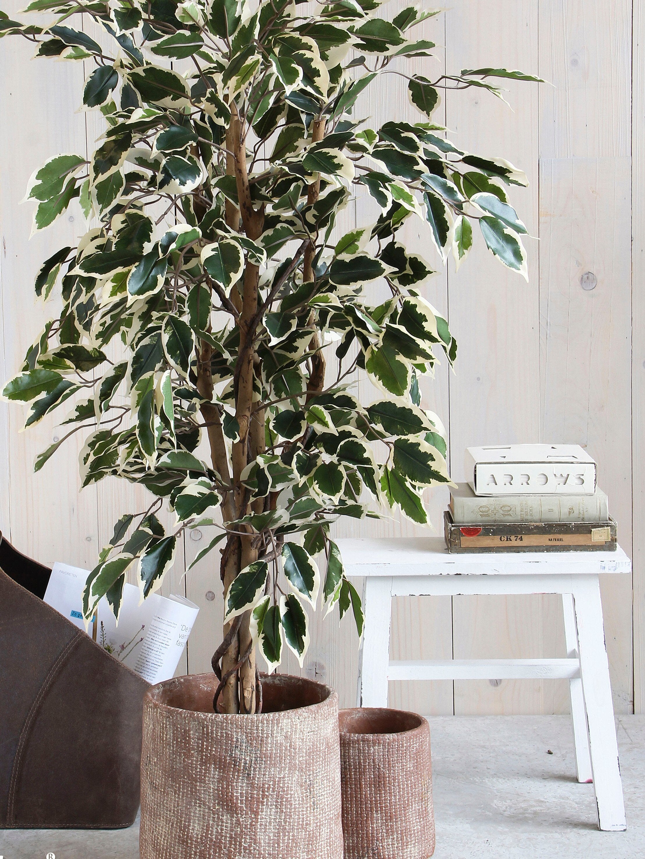 Ficus Green Variegated In Plastic Pot - H110Xd70Cm