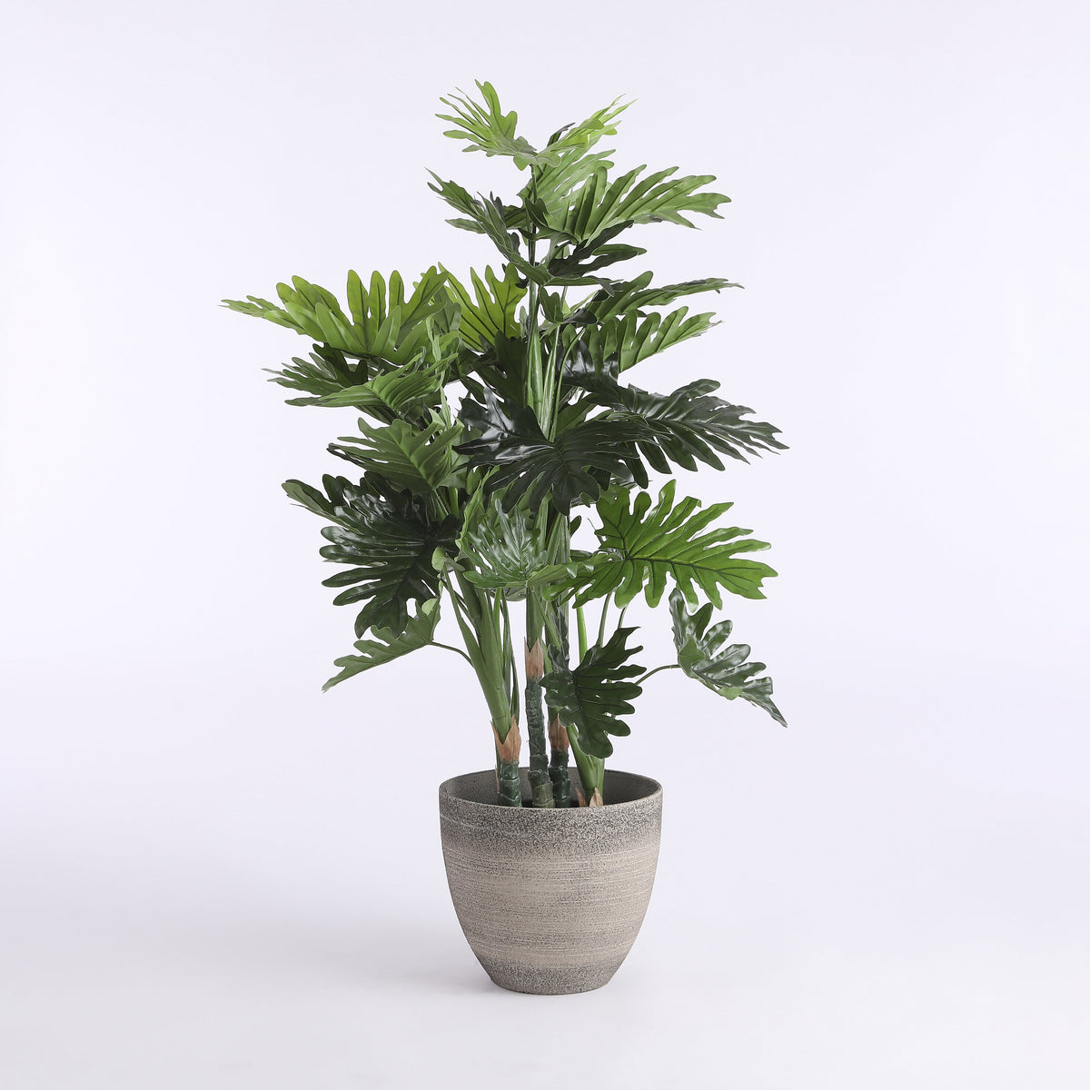 Philodendron In Plastic Pot Green - H120Xd80Cm
