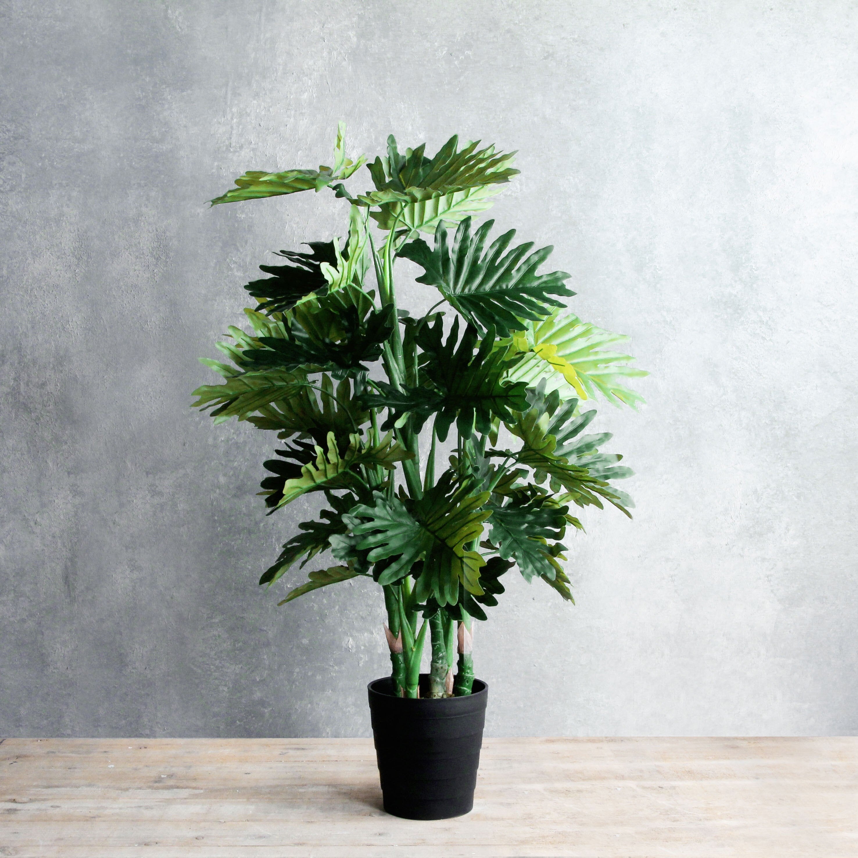 Philodendron In Plastic Pot Green - H120Xd80Cm