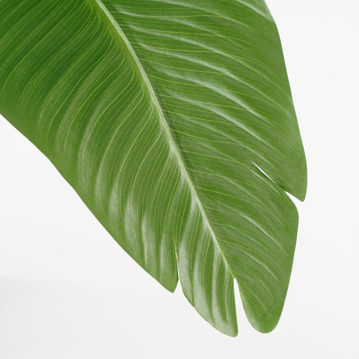 Banana Tree In Pot Green - H180Xd30Cm