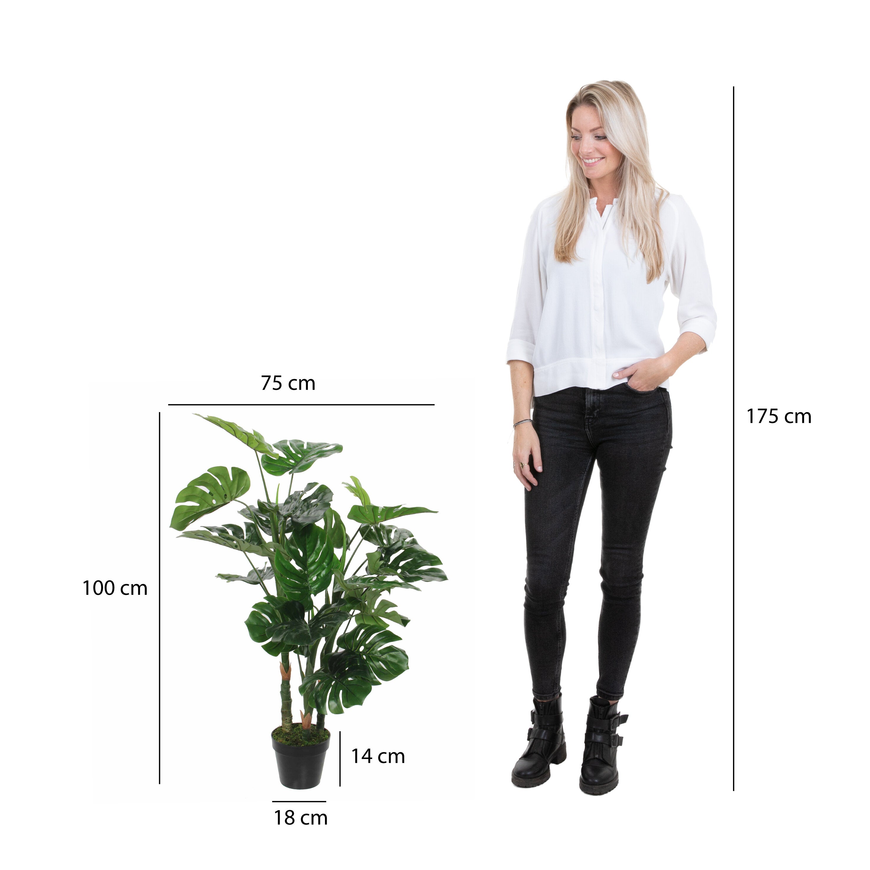 Monstera In Pot Green - H100Xd75Cm