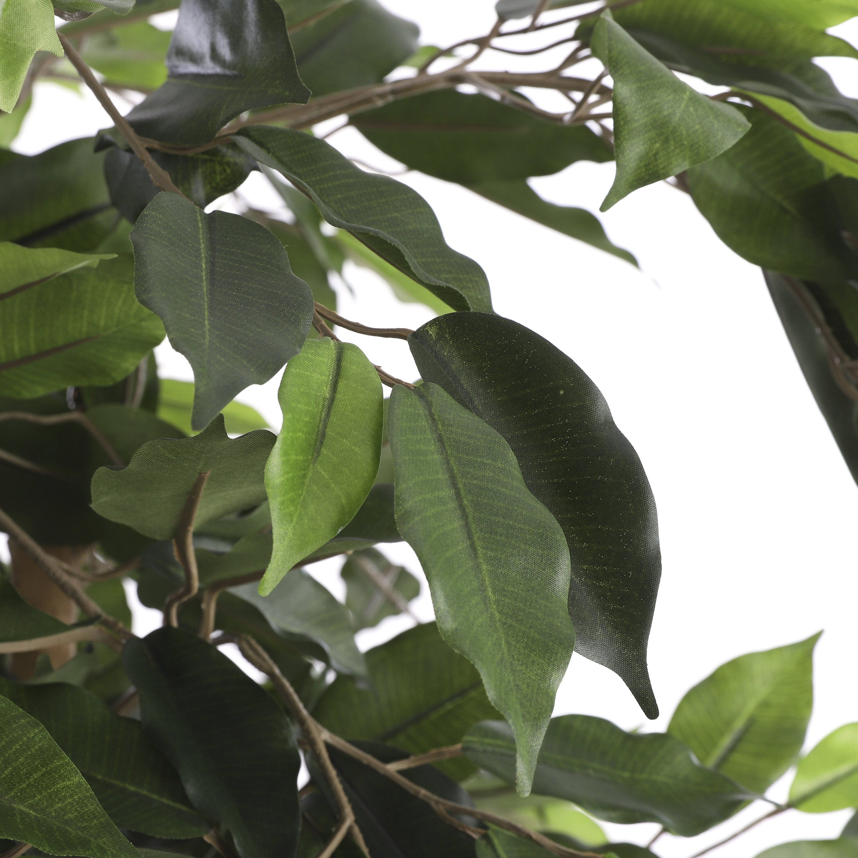 Ficus Green In Plastic Pot - H110Xd65Cm