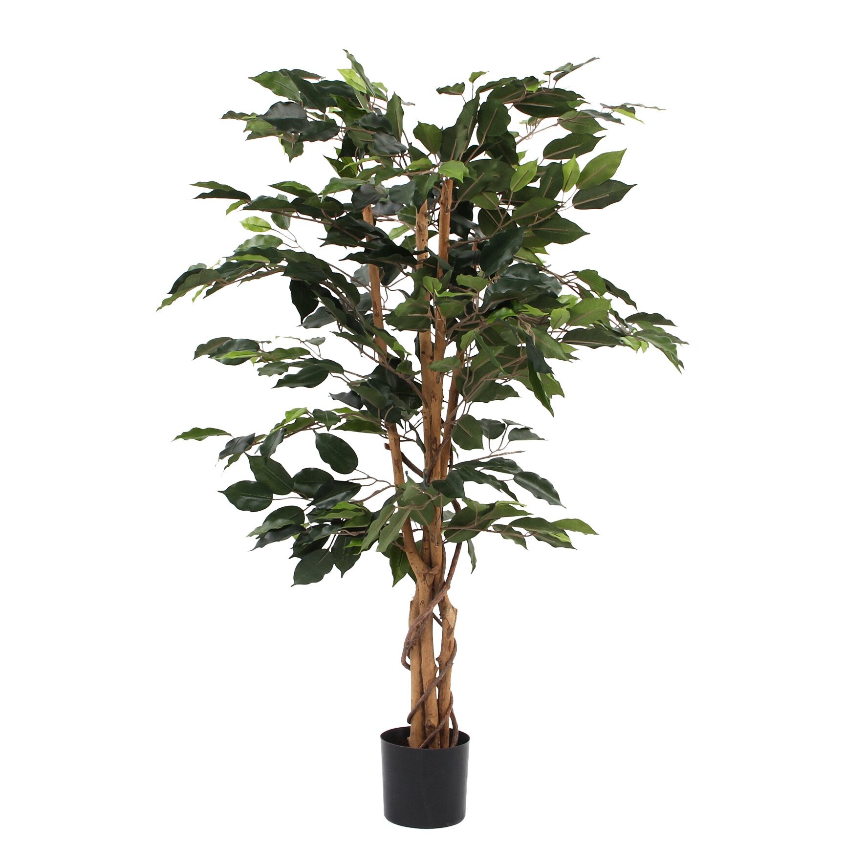 Ficus Green In Plastic Pot - H110Xd65Cm