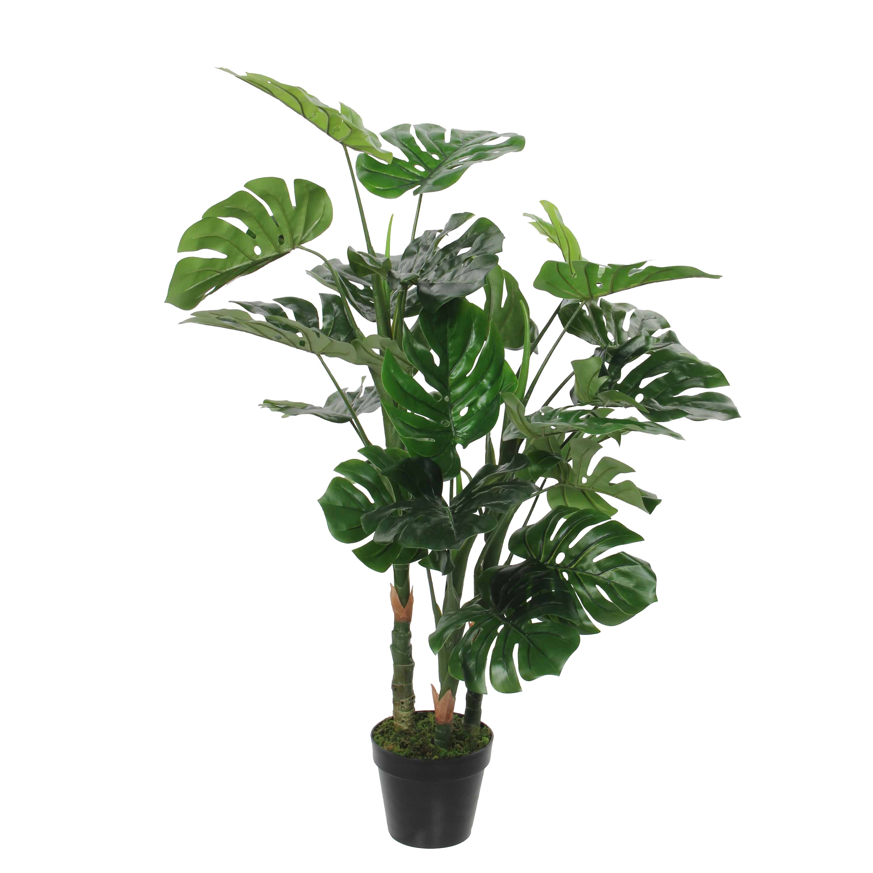 Monstera In Pot Green - H100Xd75Cm