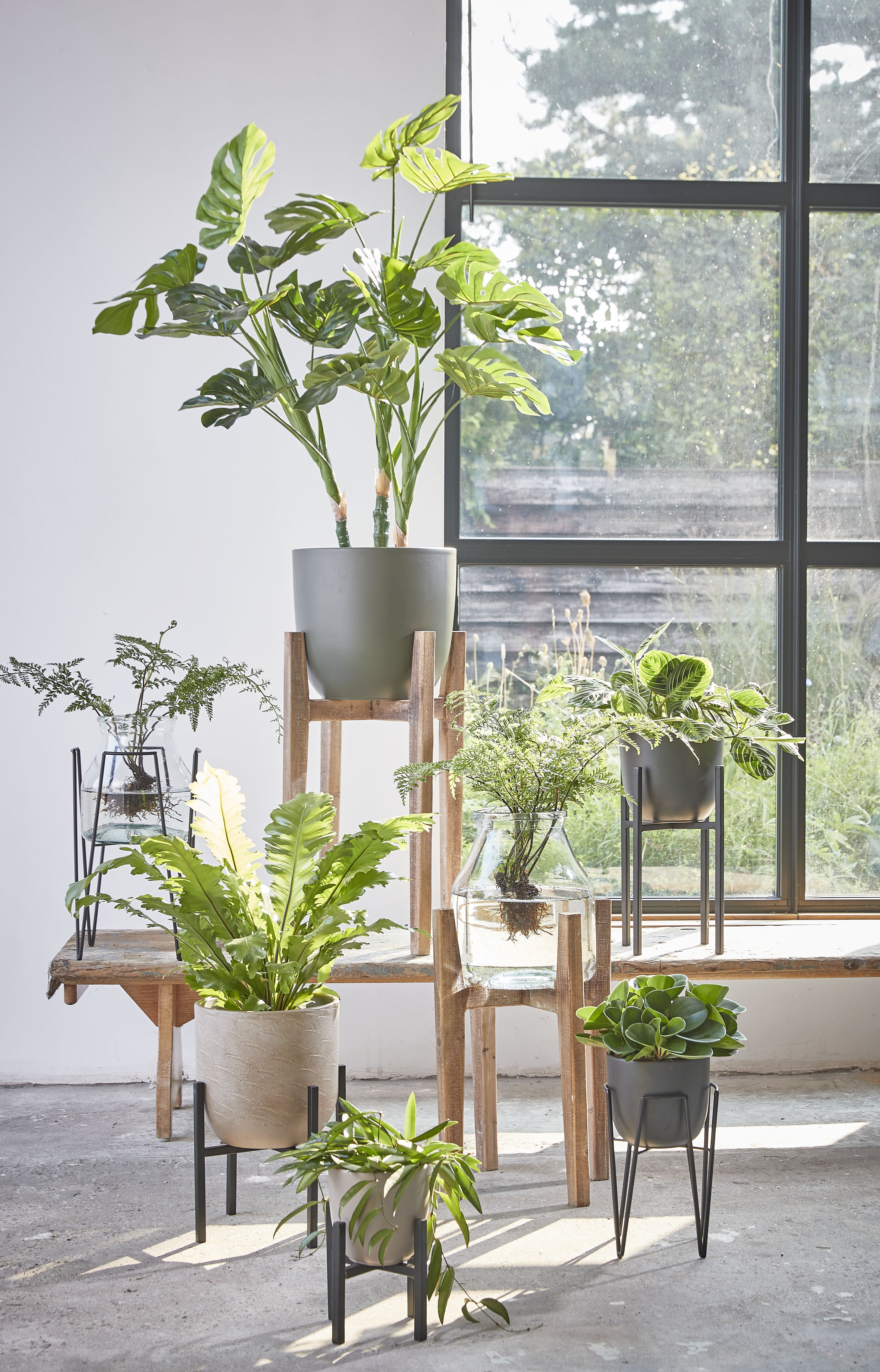 Monstera In Pot Green - H100Xd75Cm