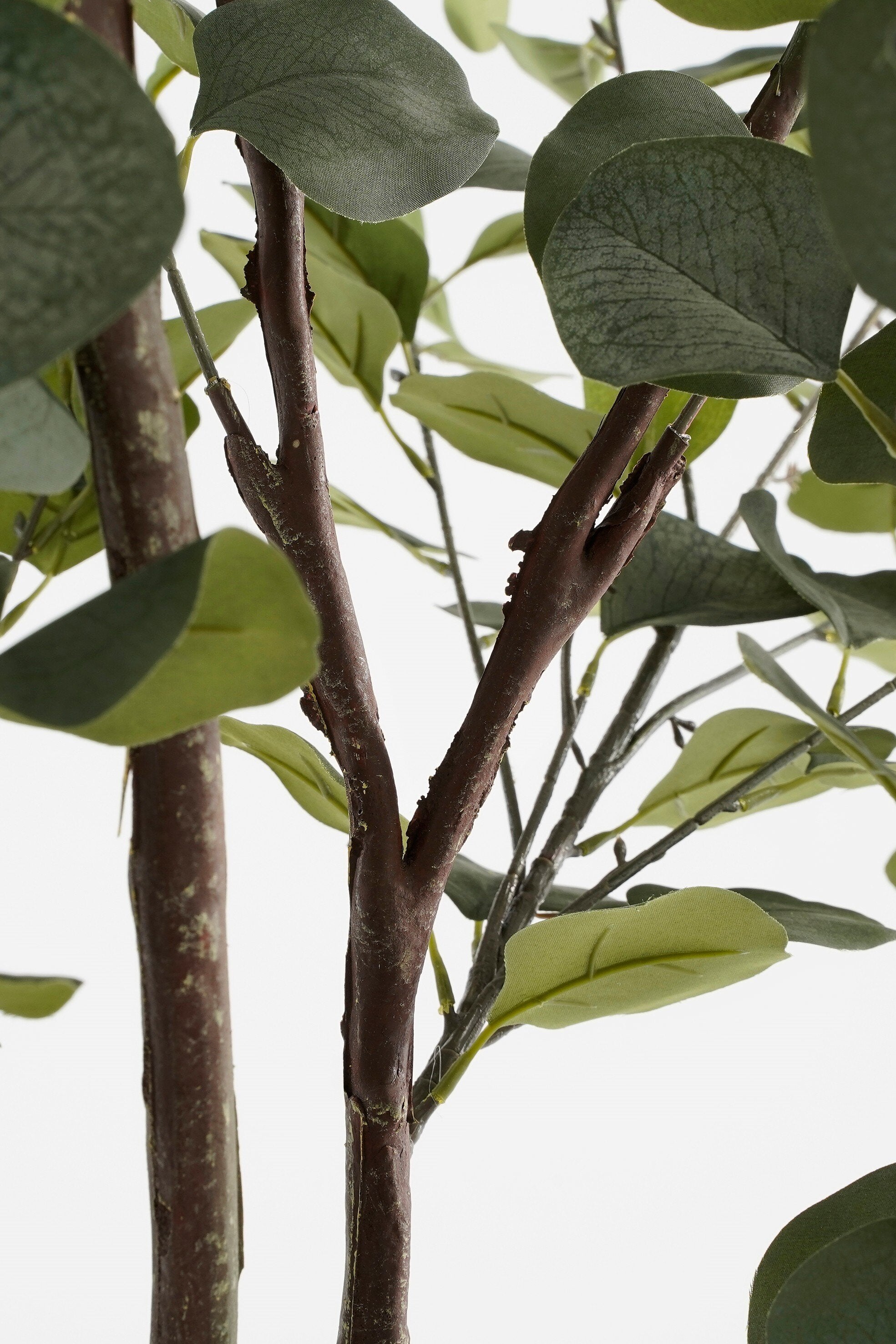 Eucalyptus Tree In Pot Green - H120Xd55Cm