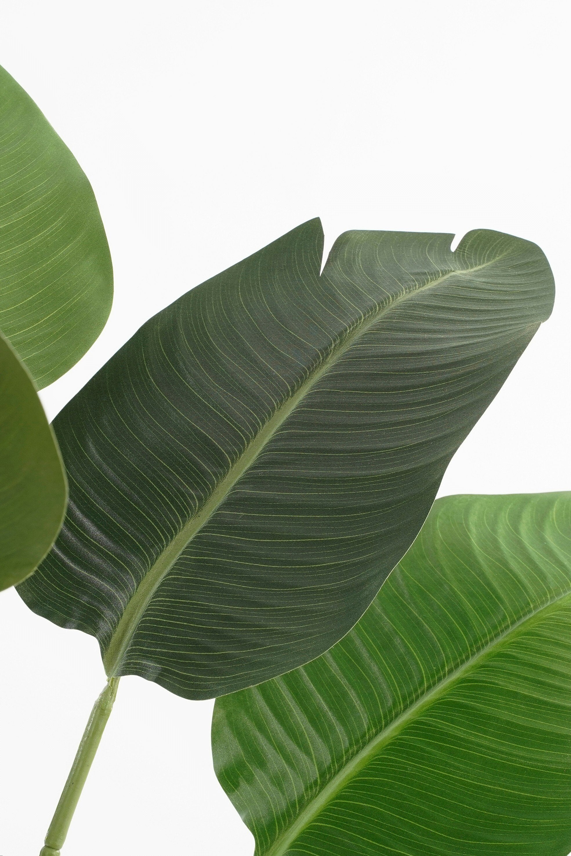 Banana Tree In Pot Green - H120Xd30Cm