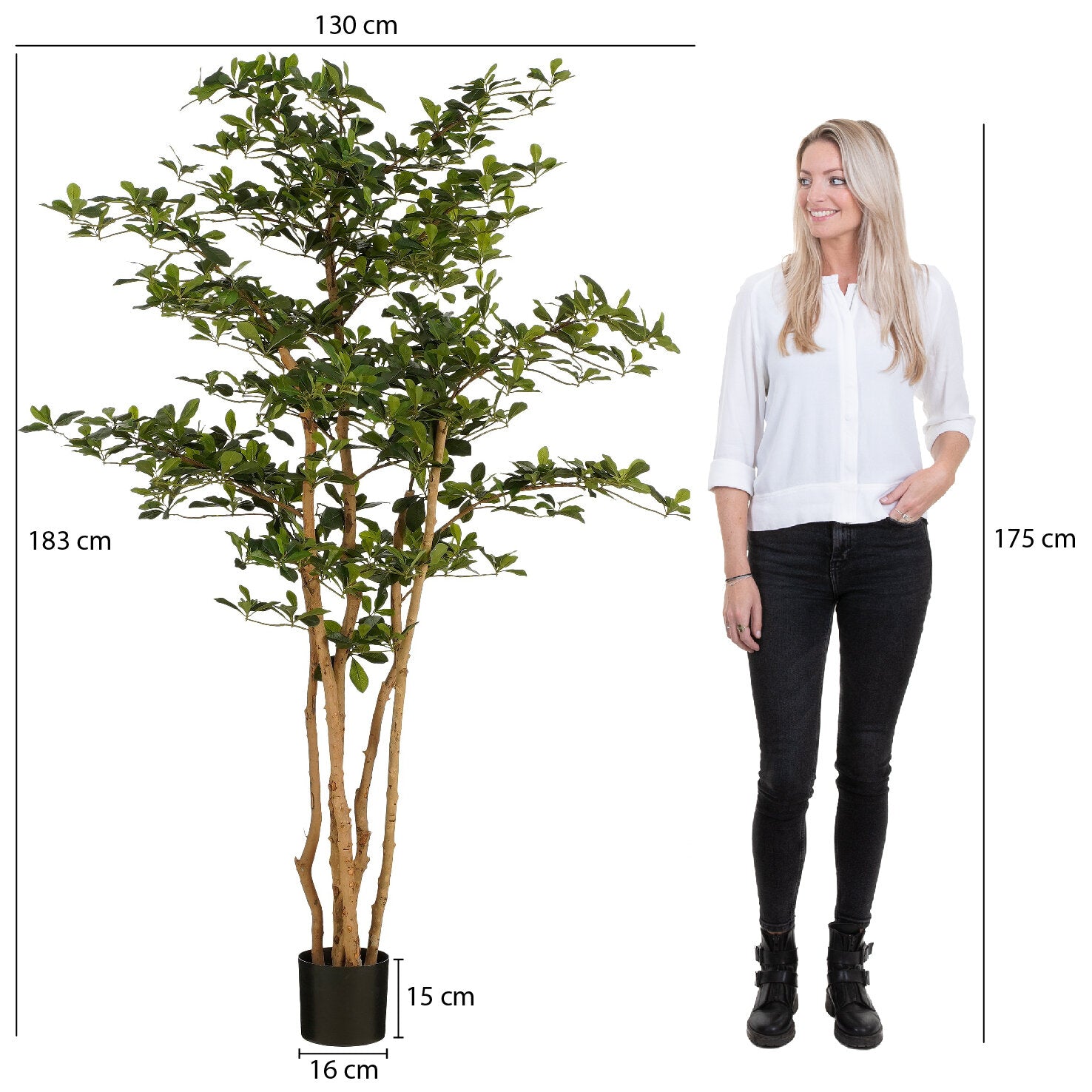 Oriental Olive Tree Green - H183Xd130Cm