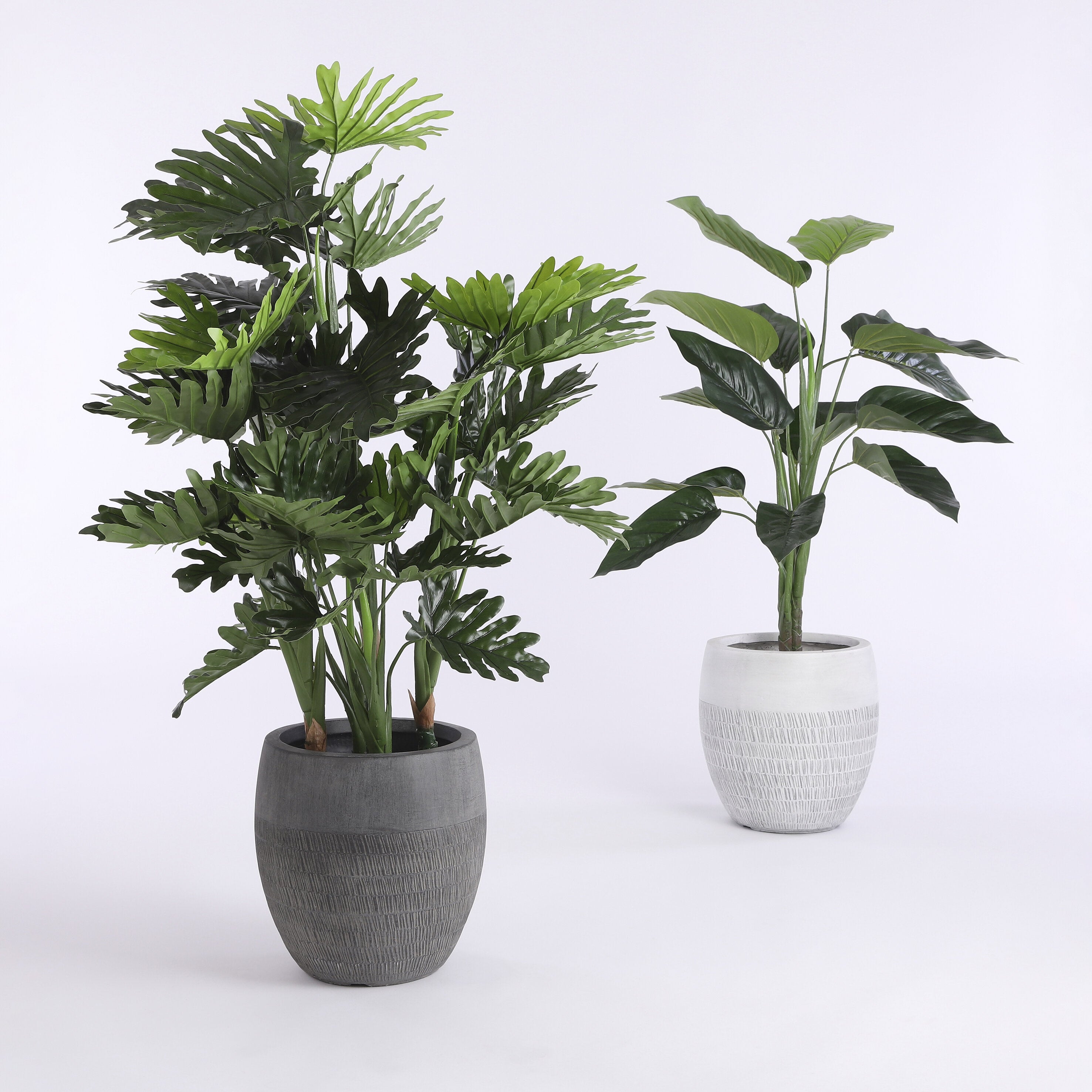 Philodendron In Plastic Pot Green - H120Xd80Cm