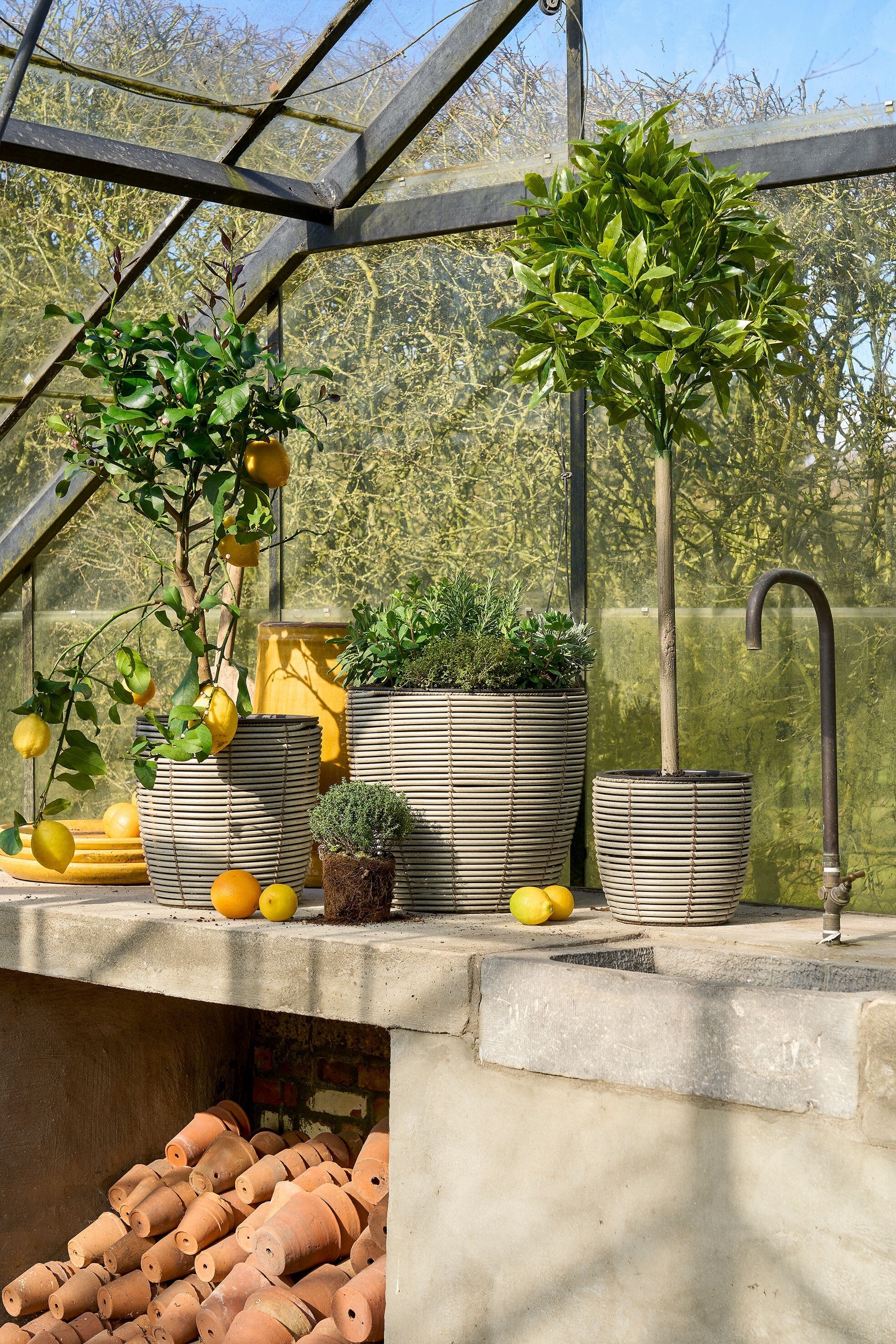 Laurel Tree Green Waterproof & Uv Resistant - H120Xd40Cm