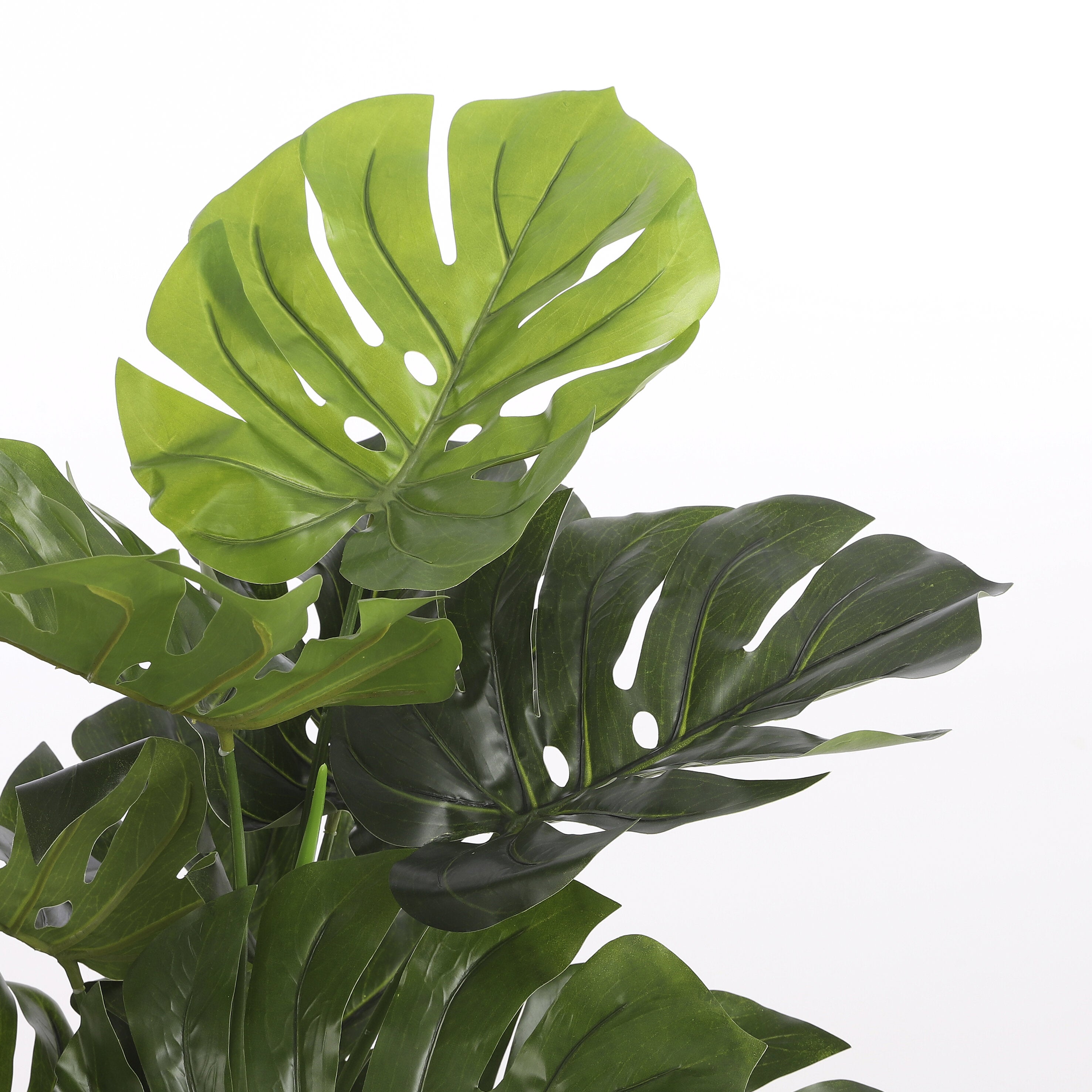 Monstera In Pot Green - H100Xd75Cm