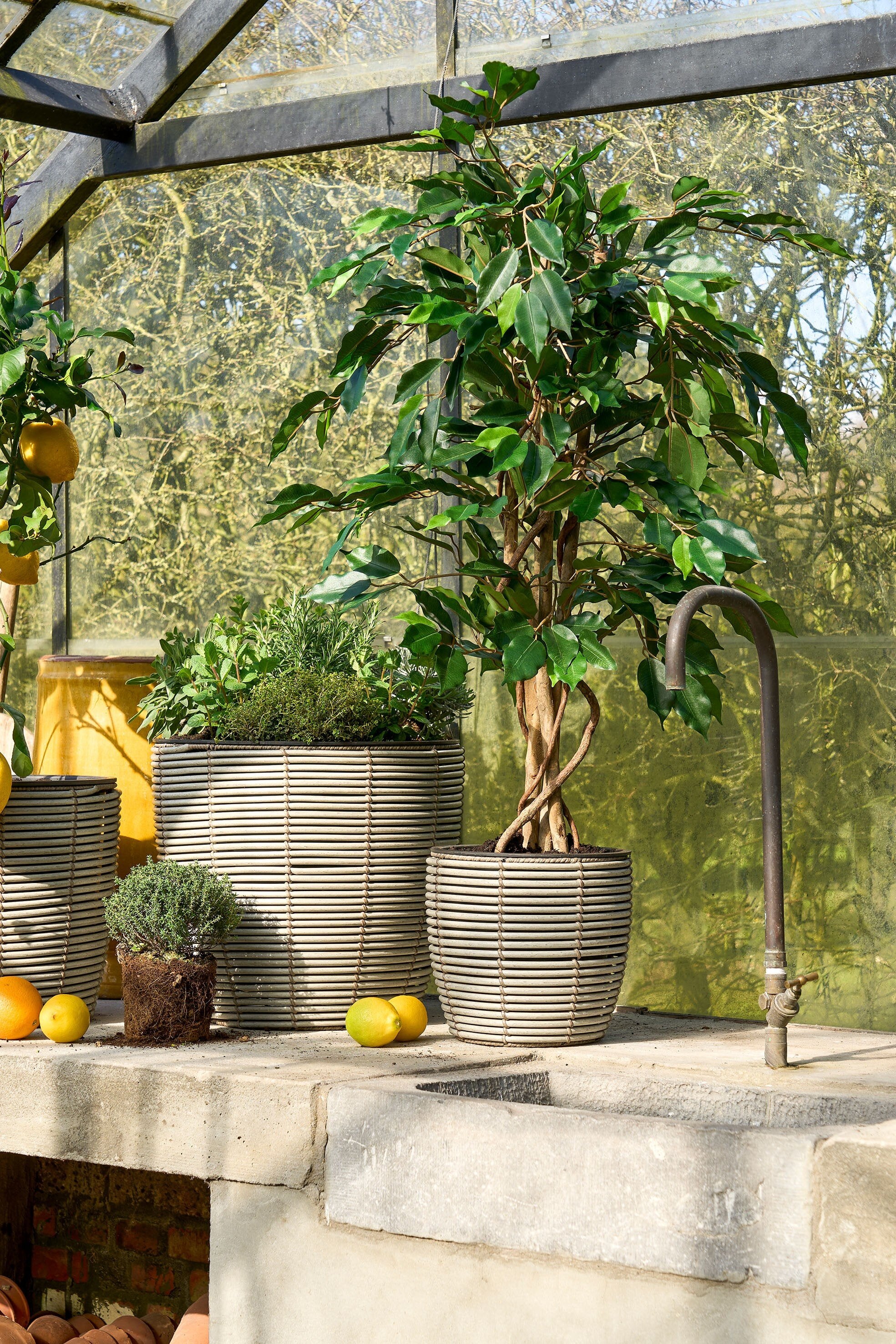 Ficus Green In Plastic Pot - H110Xd65Cm