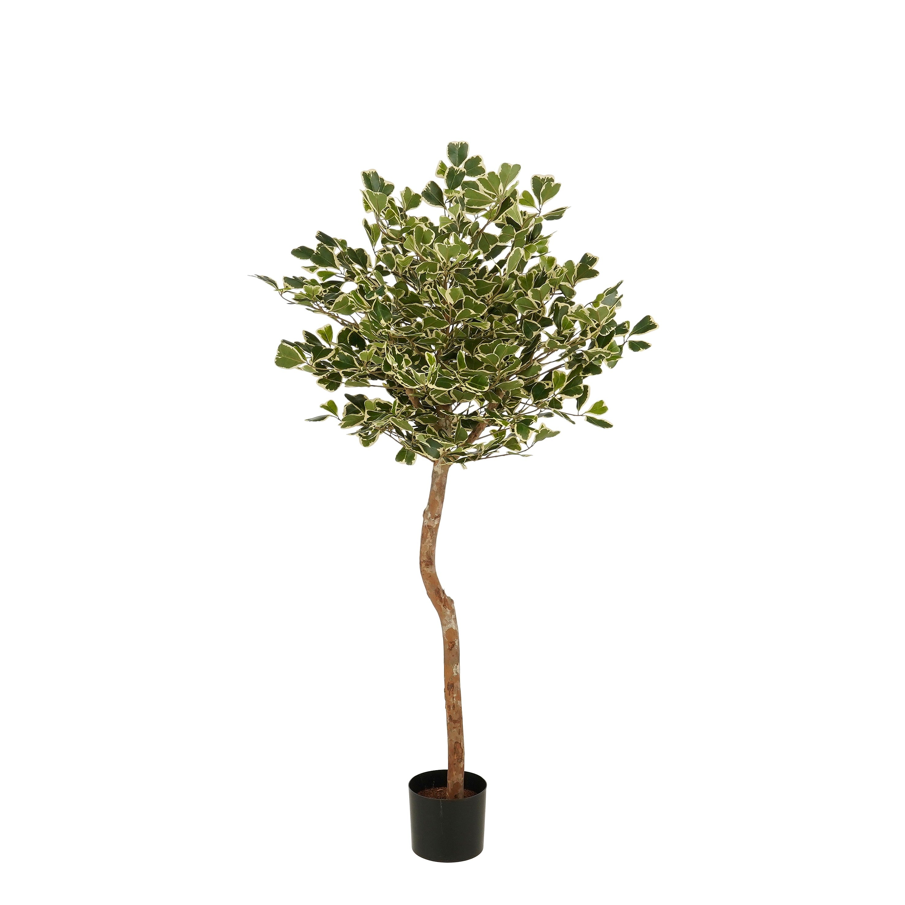 Ficus Triangularis Boom In Pot Groen