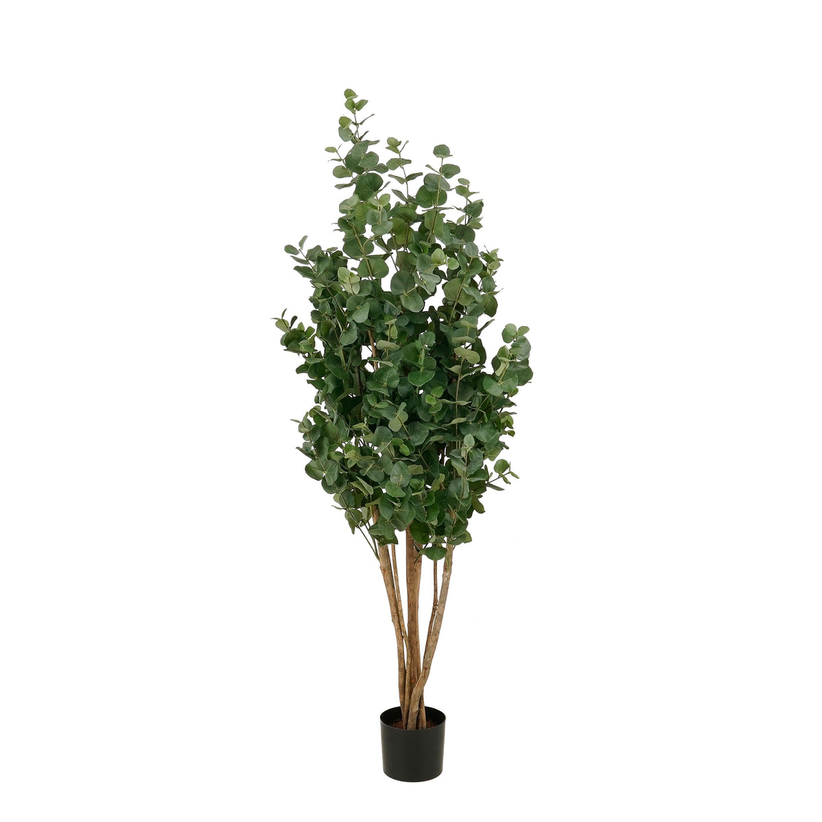 Eucalyptusboom In Pot Groen
