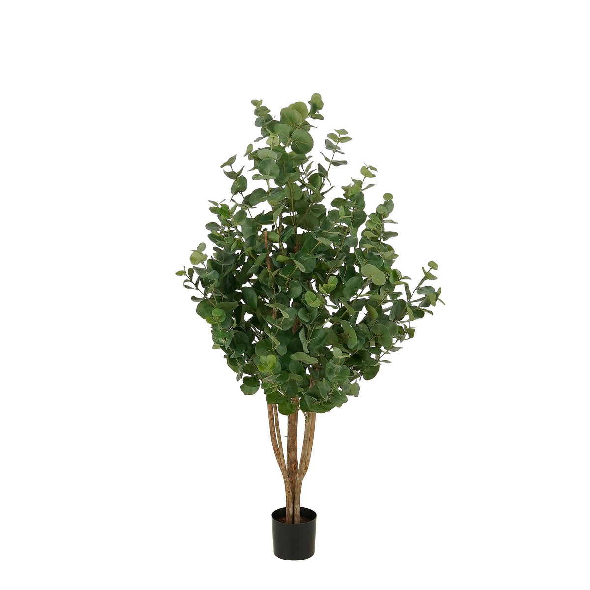 Eucalyptusboom In Pot Groen