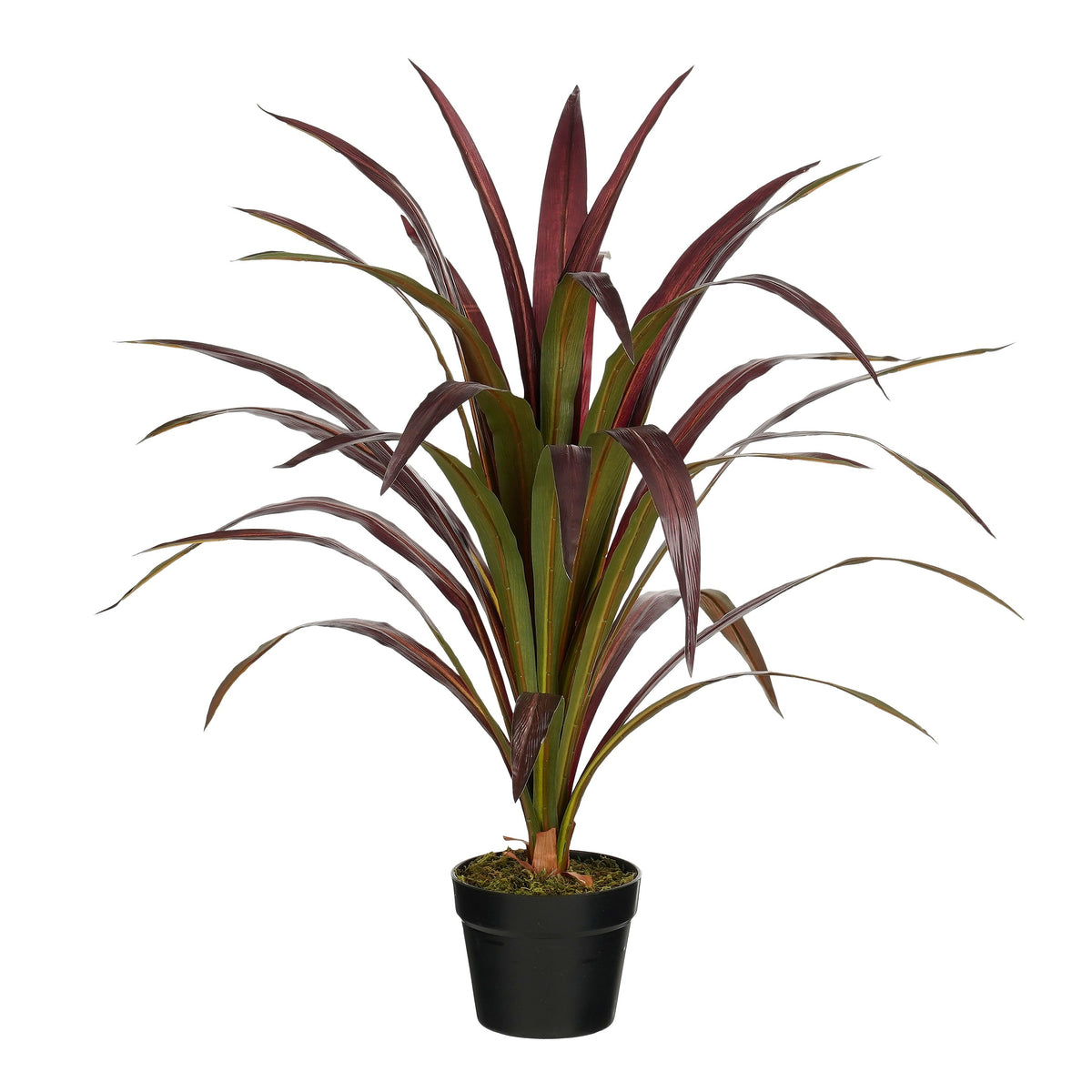 Bananenboom In Pot Rood