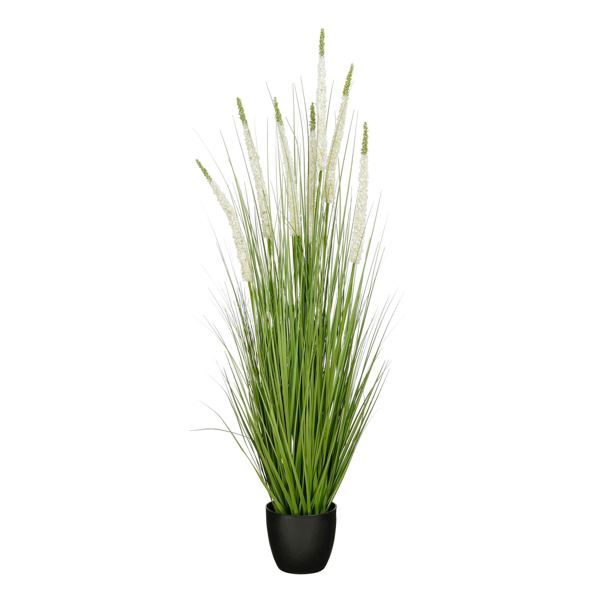 Siergras Eremurus In Pot Wit