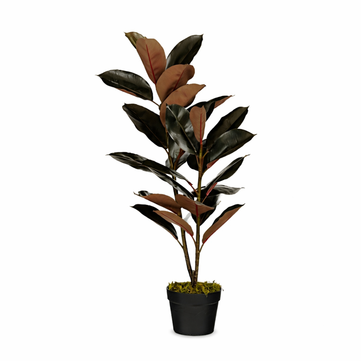 Rubberplant In Pot Rood