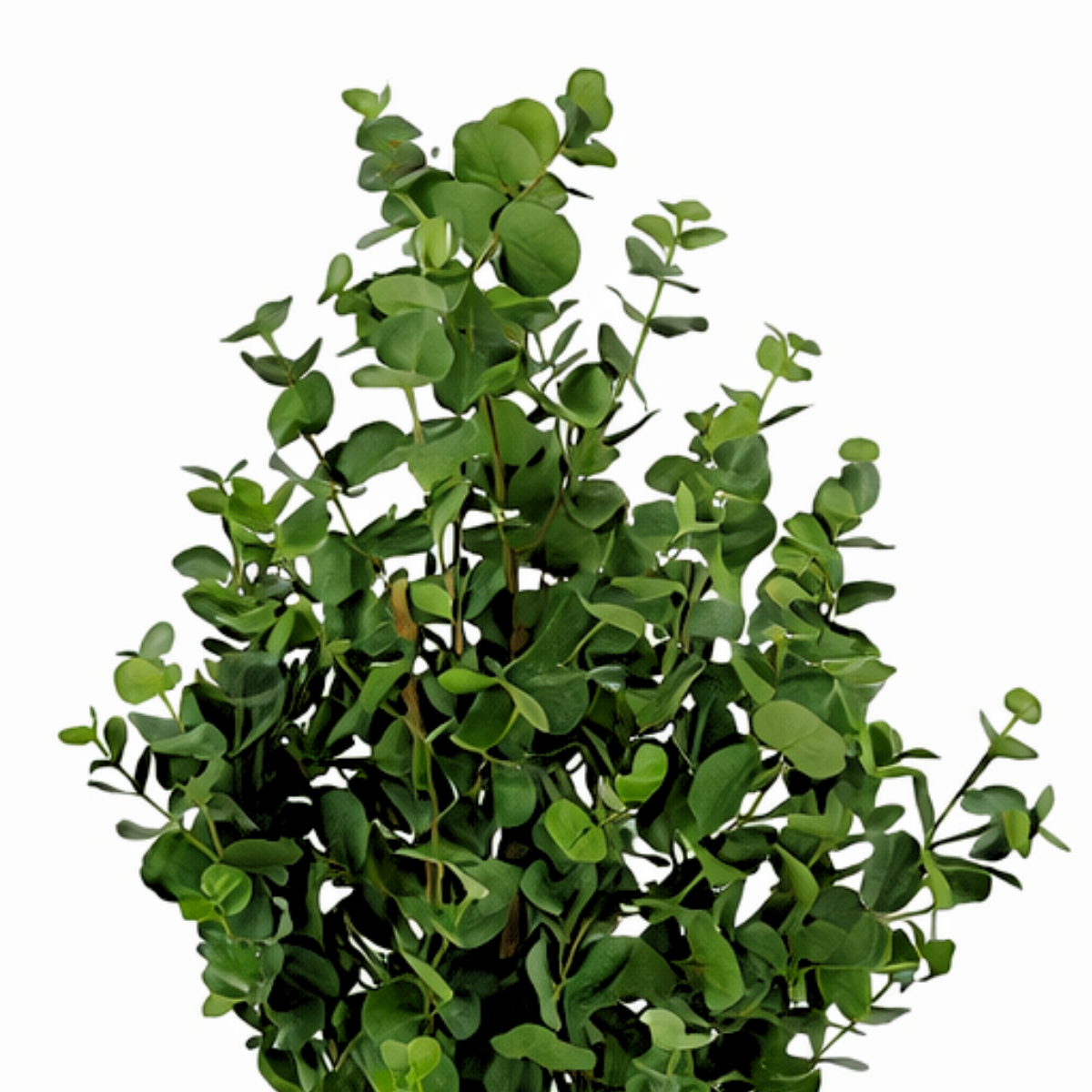 Eucalyptusboom In Pot Groen