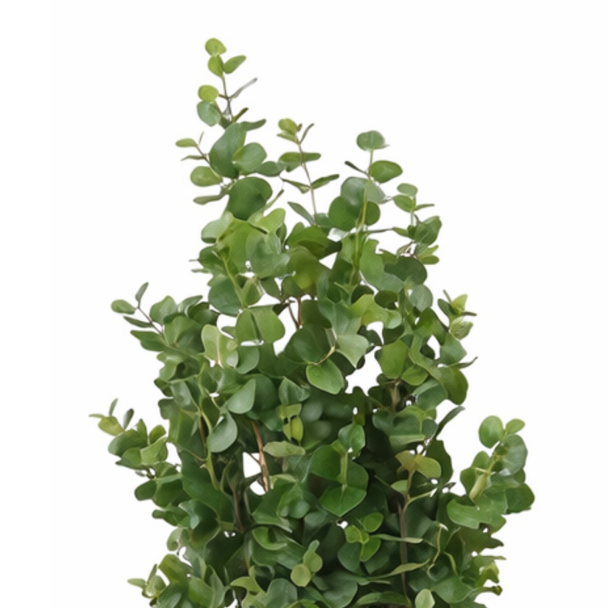 Eucalyptusboom In Pot Groen