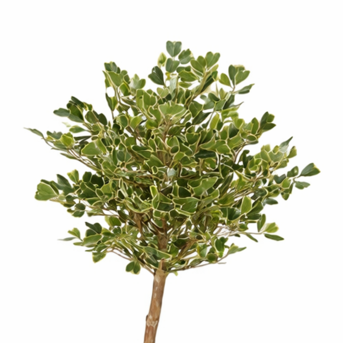 Ficus Triangularis Boom In Pot Groen
