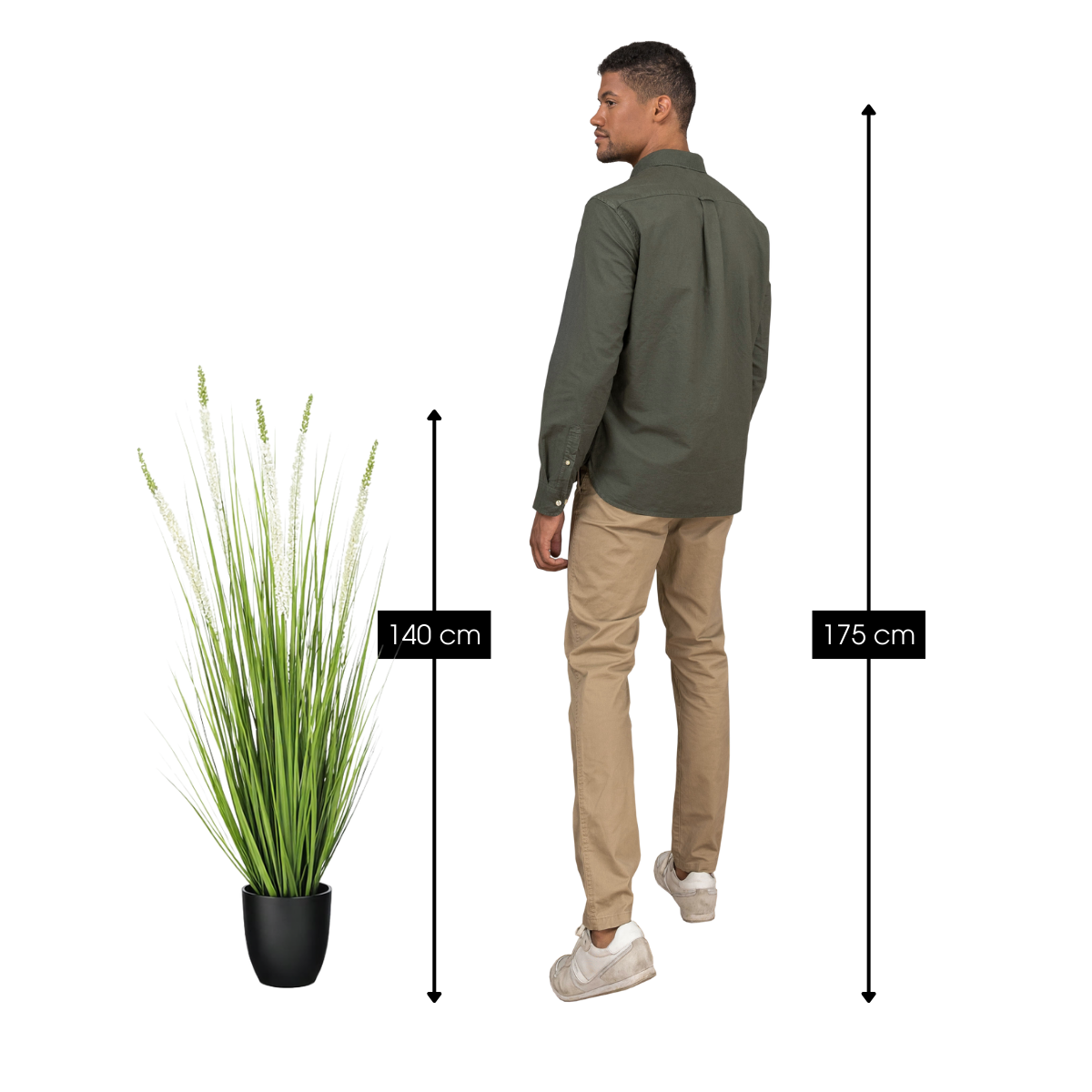 Siergras Eremurus In Pot Wit