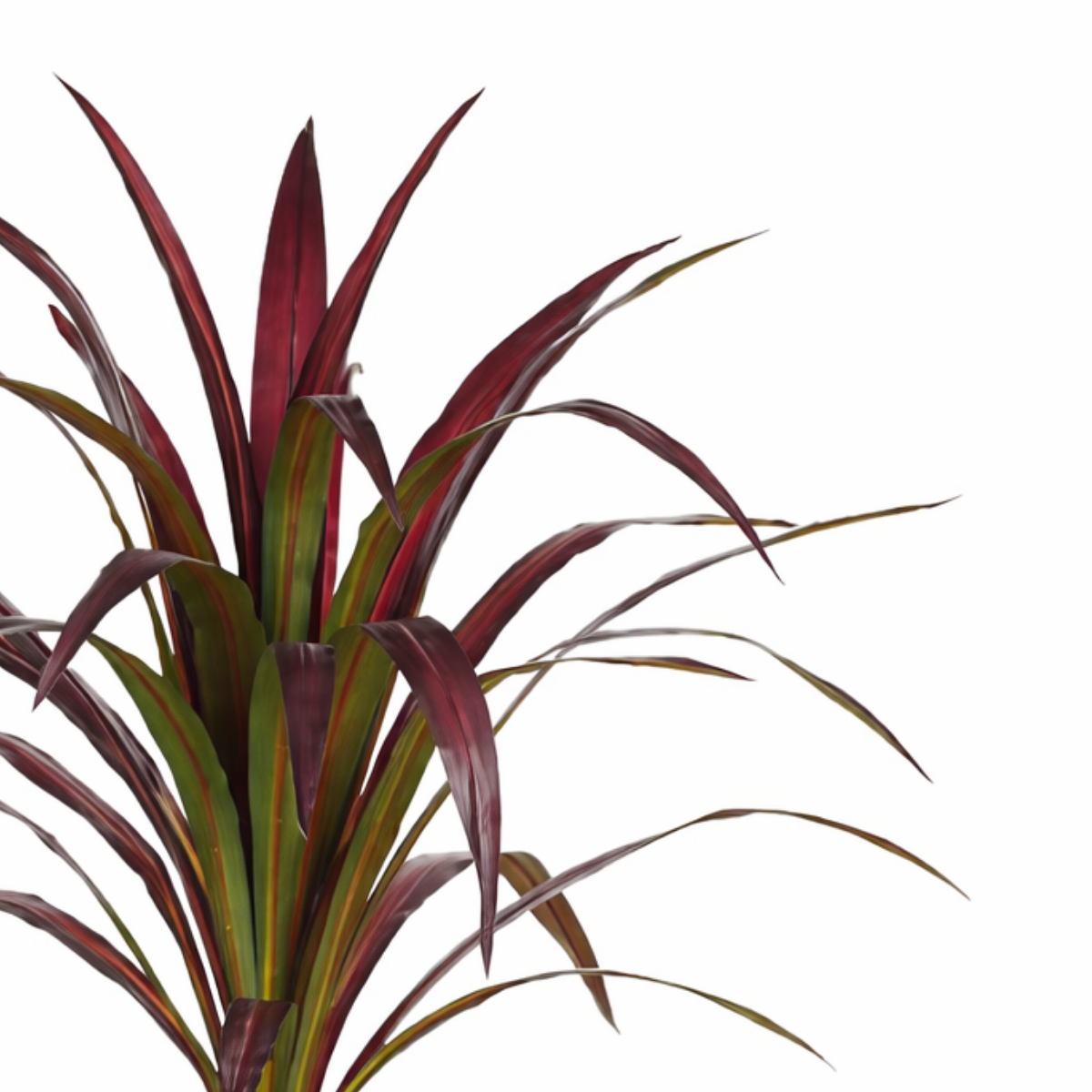 Bananenboom In Pot Rood