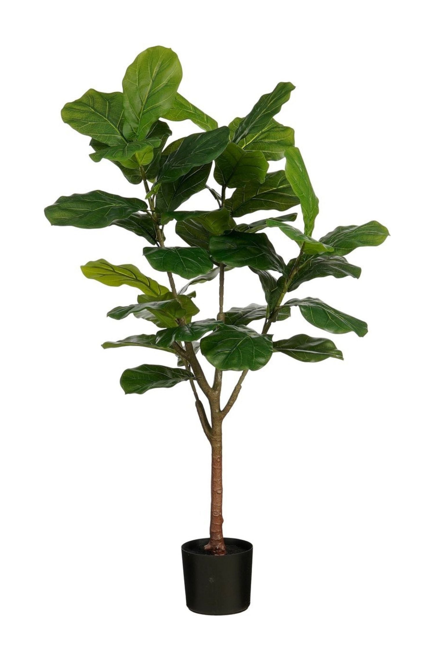 Ficus Lyrata In Pot Green Waterproof & Uv Resistant - H150Xd50Cm