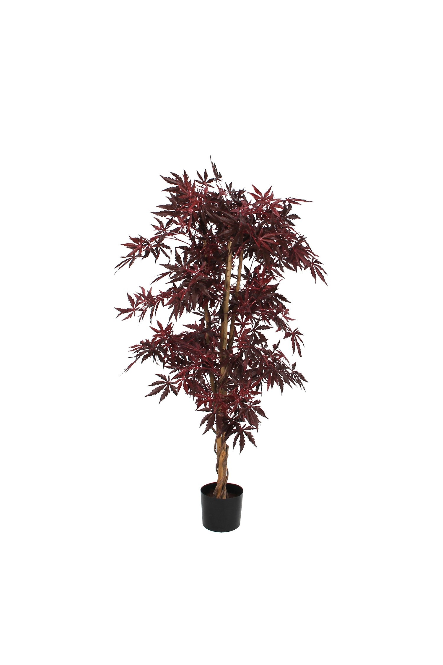 Maple Red In Plastic Pot - H150Xd80Cm