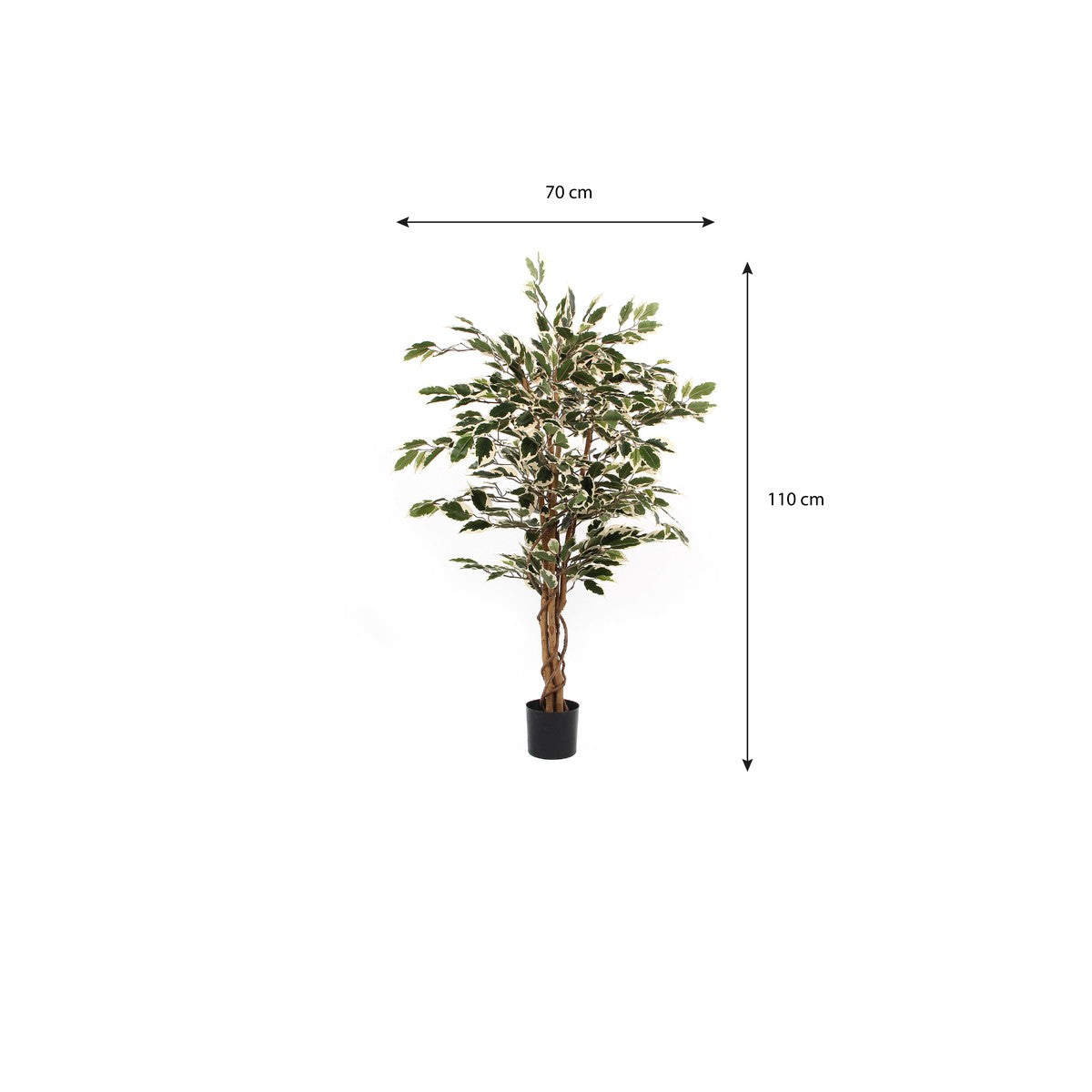 Ficus Green Variegated In Plastic Pot - H110Xd70Cm