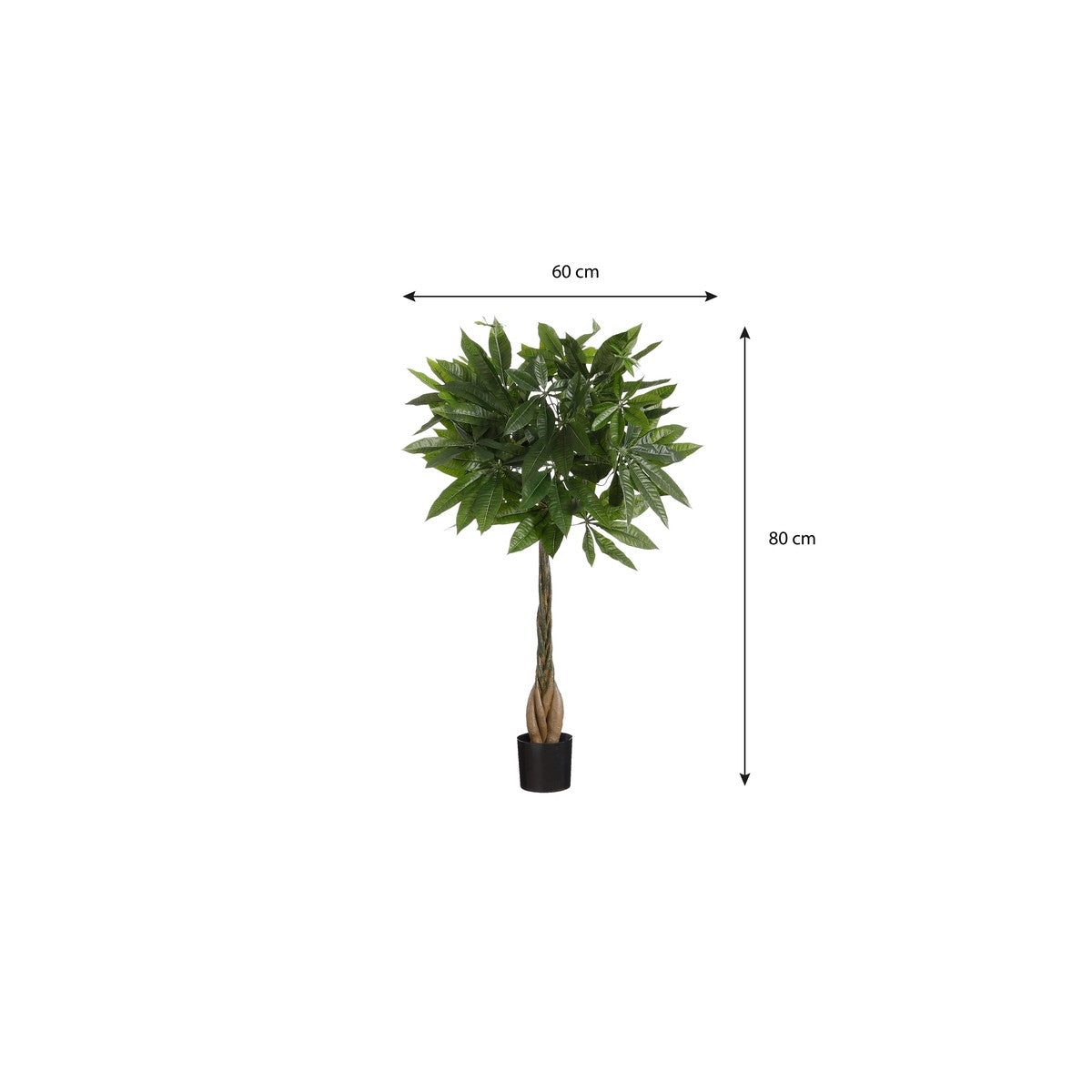 Pachira In Pot Green - H80Xd60Cm