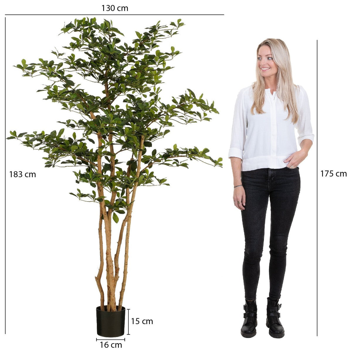 Oriental Olive Tree Green - H183Xd130Cm