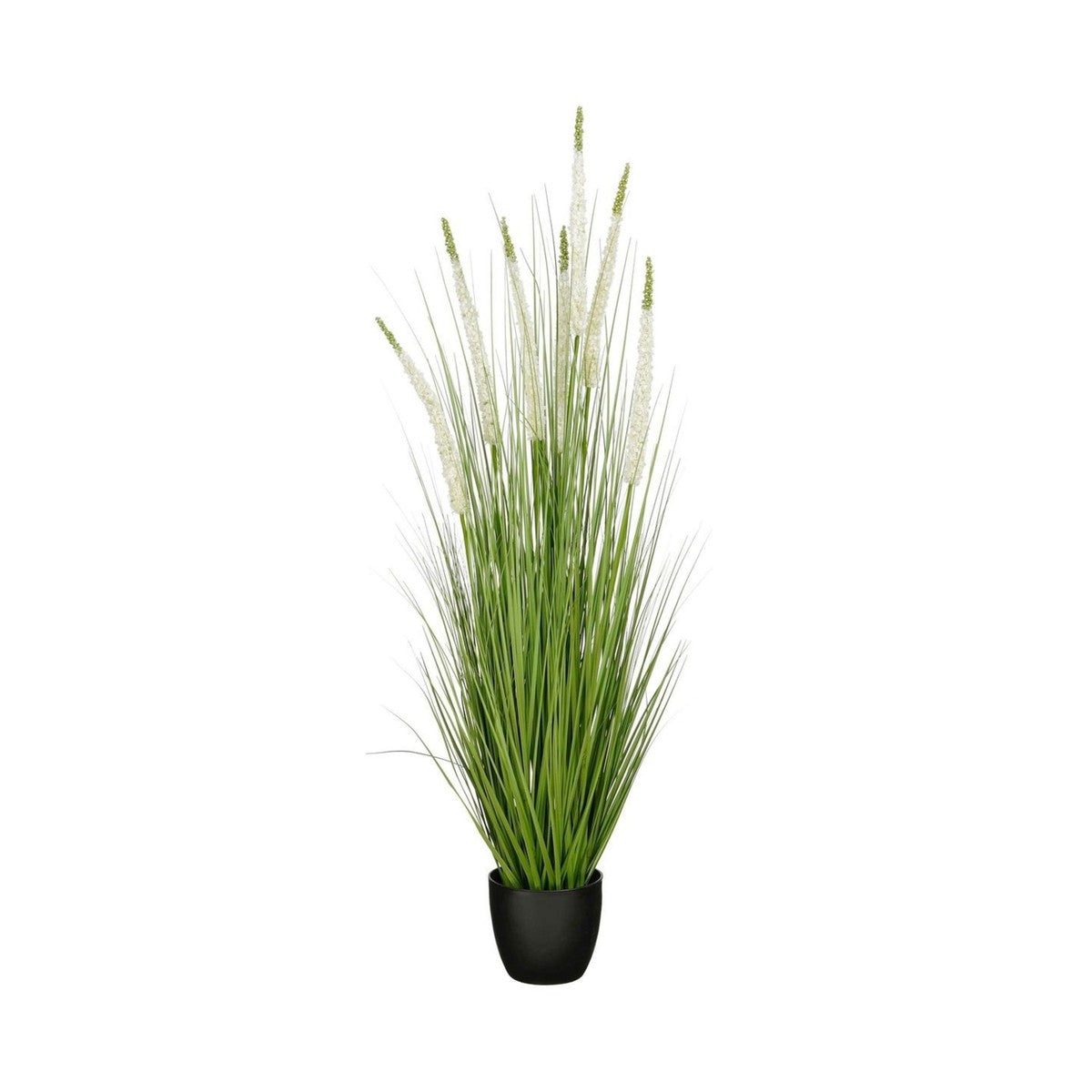 Siergras Eremurus In Pot Wit
