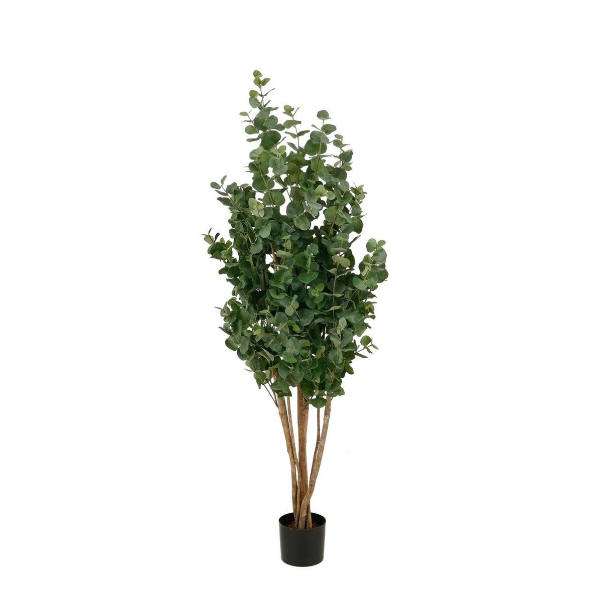 Eucalyptusboom In Pot Groen
