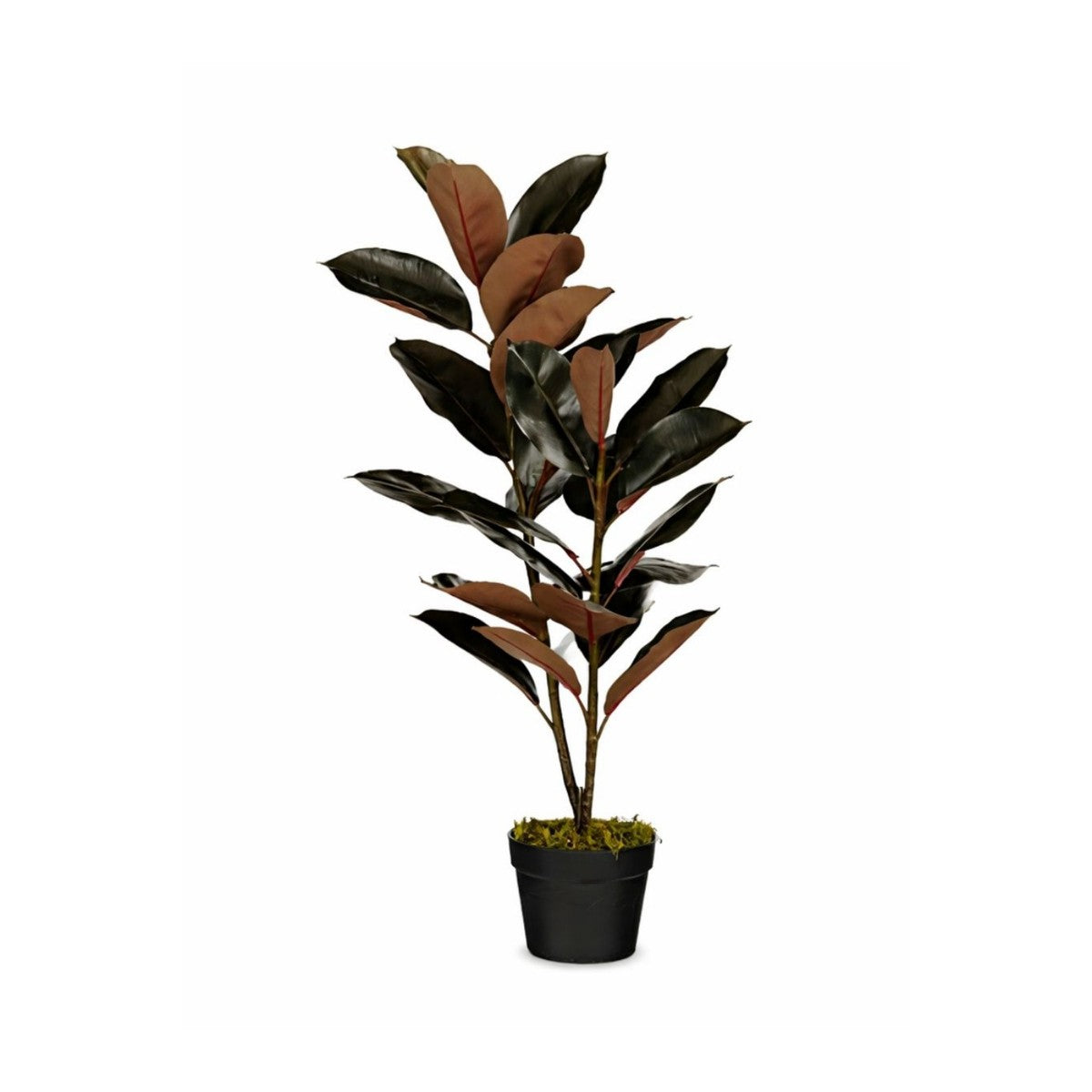 Rubberplant In Pot Rood